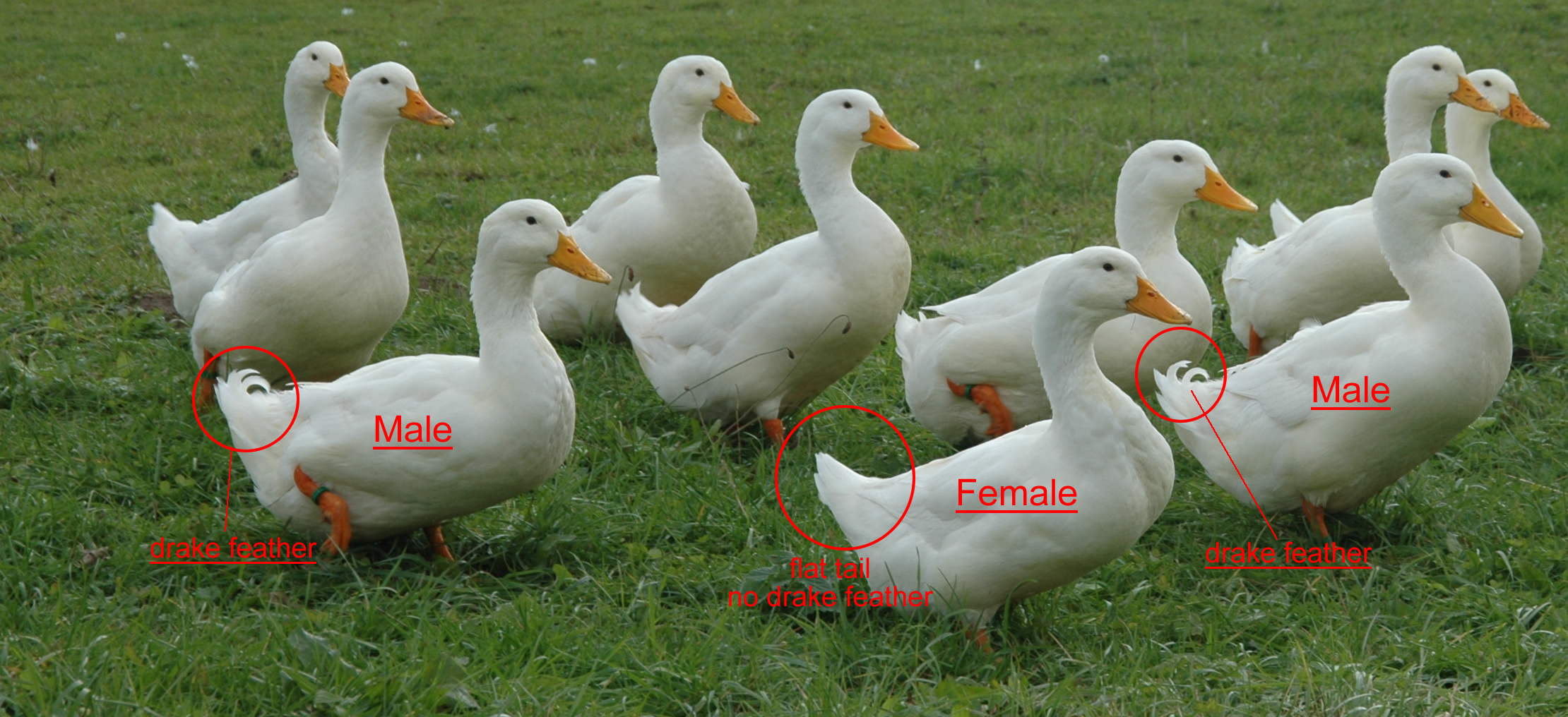 Domestic ducks photo