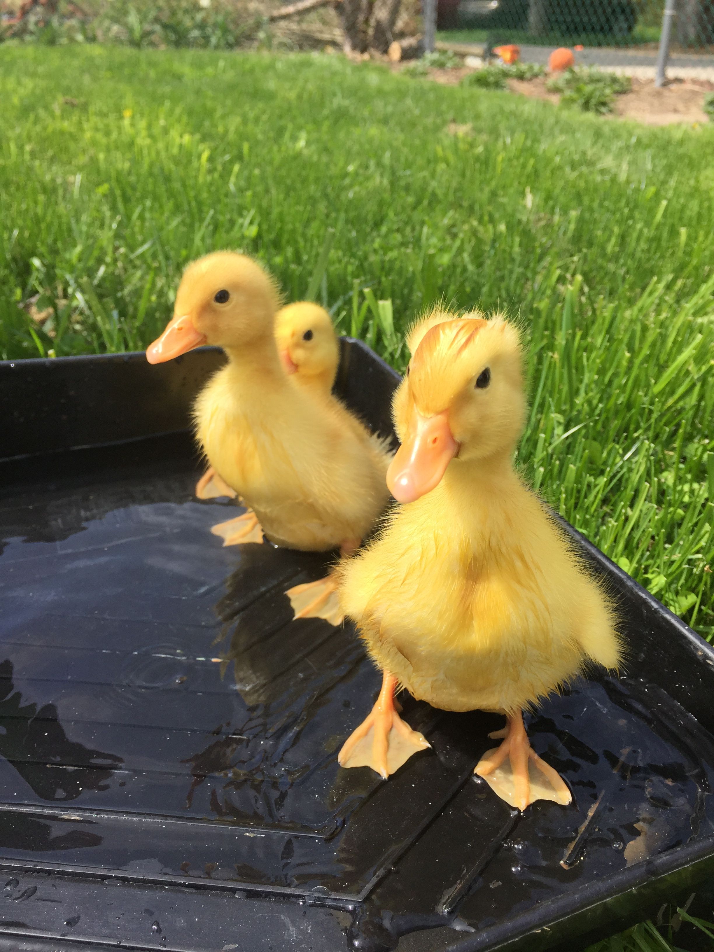 Raising Pekin Ducks | Pekin duck, Baby chickens and Duck house