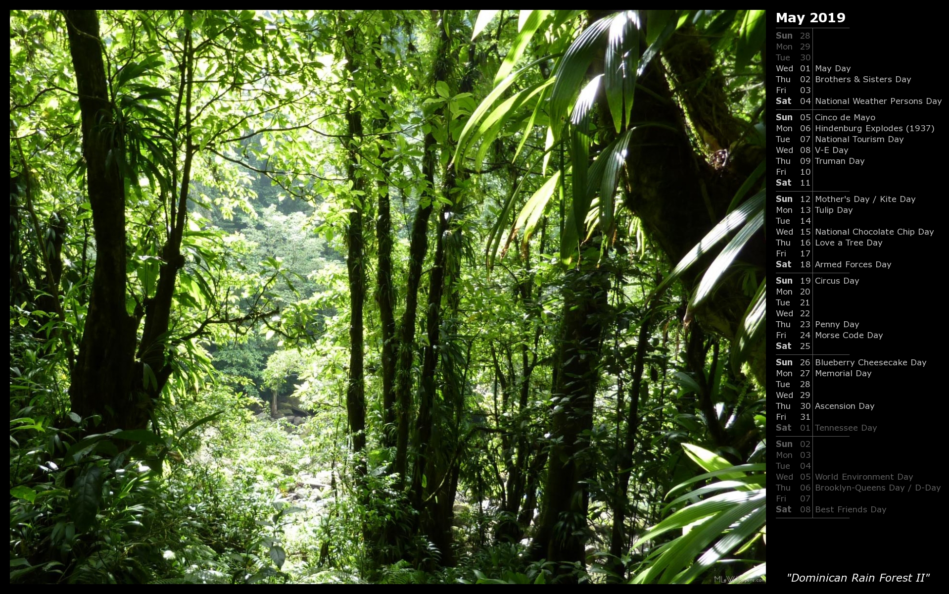 MLeWallpapers.com - Dominican Rain Forest II (Calendar)