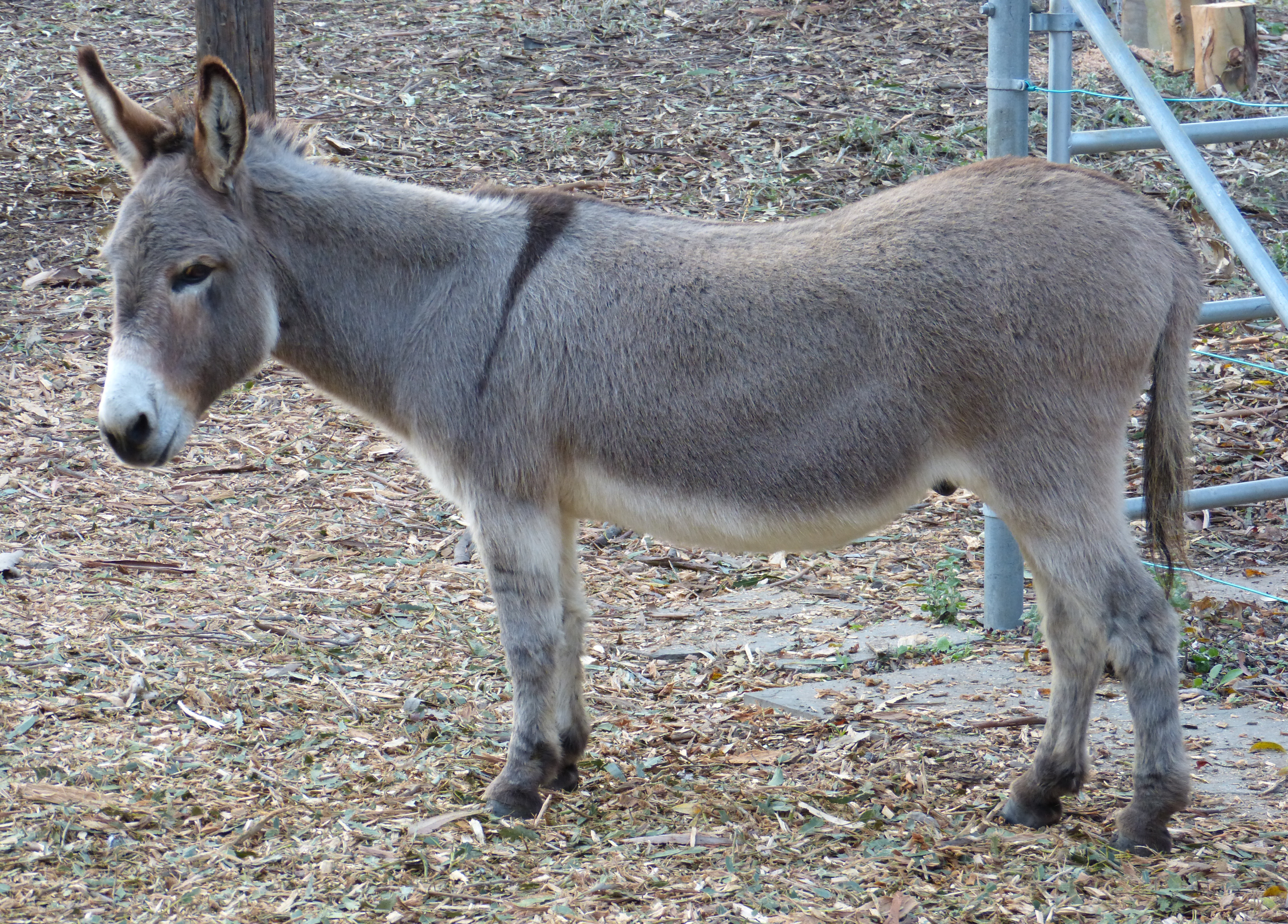 File:Perry-miniature-donkey-in-Palo-Alto-CA-2016.jpg - Wikimedia Commons