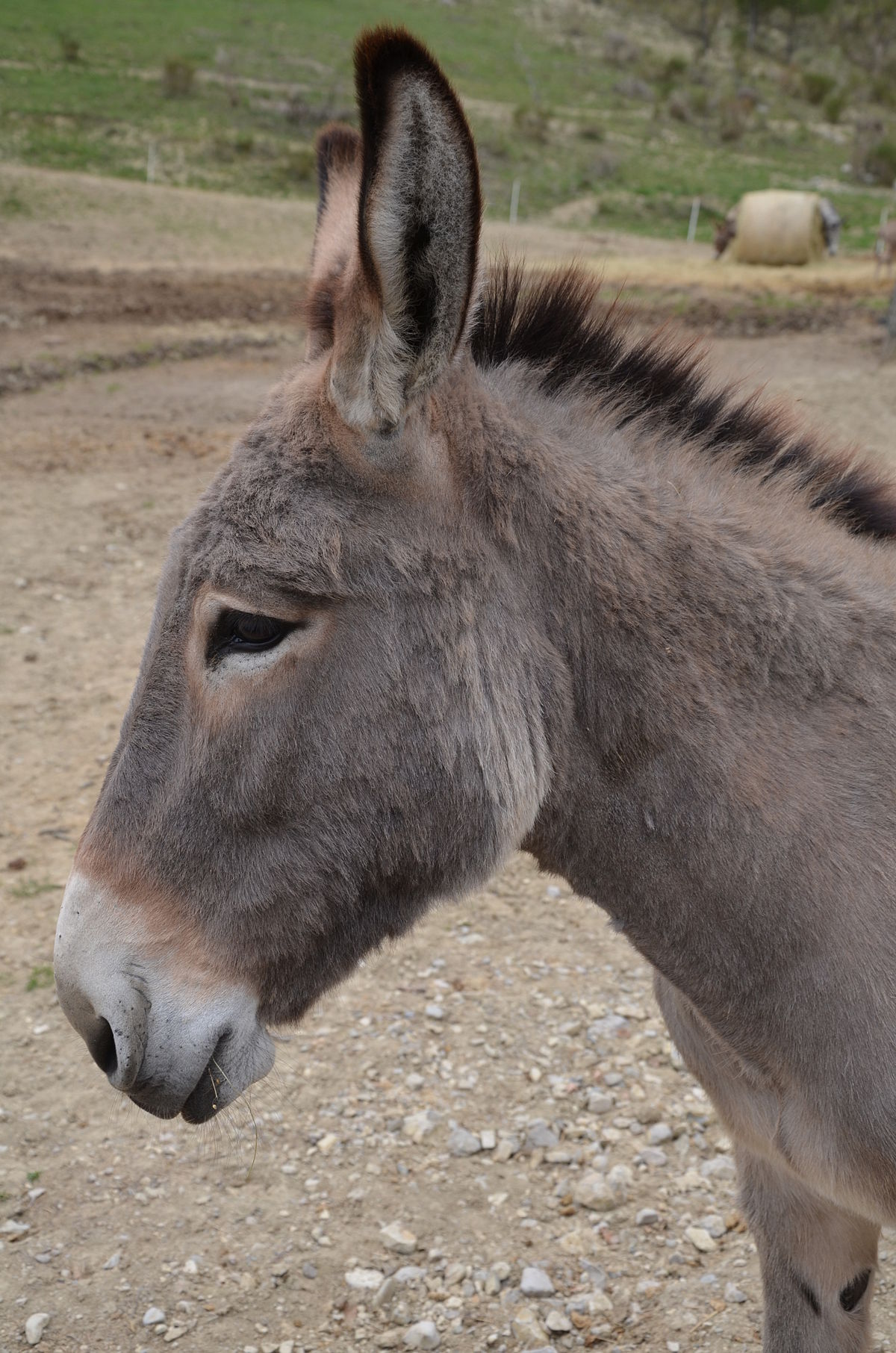Provence Donkey - Wikipedia