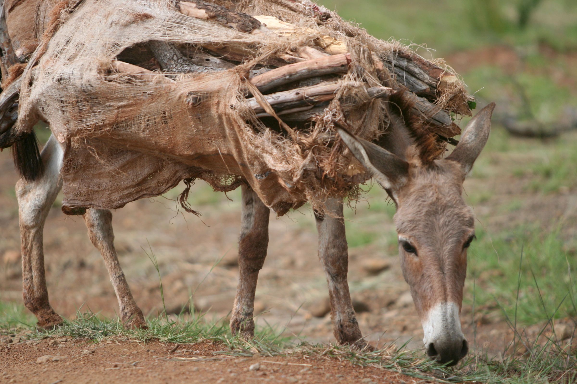 Donkey photo | Donkey, Travel, Transportation, Beast of Burden ...