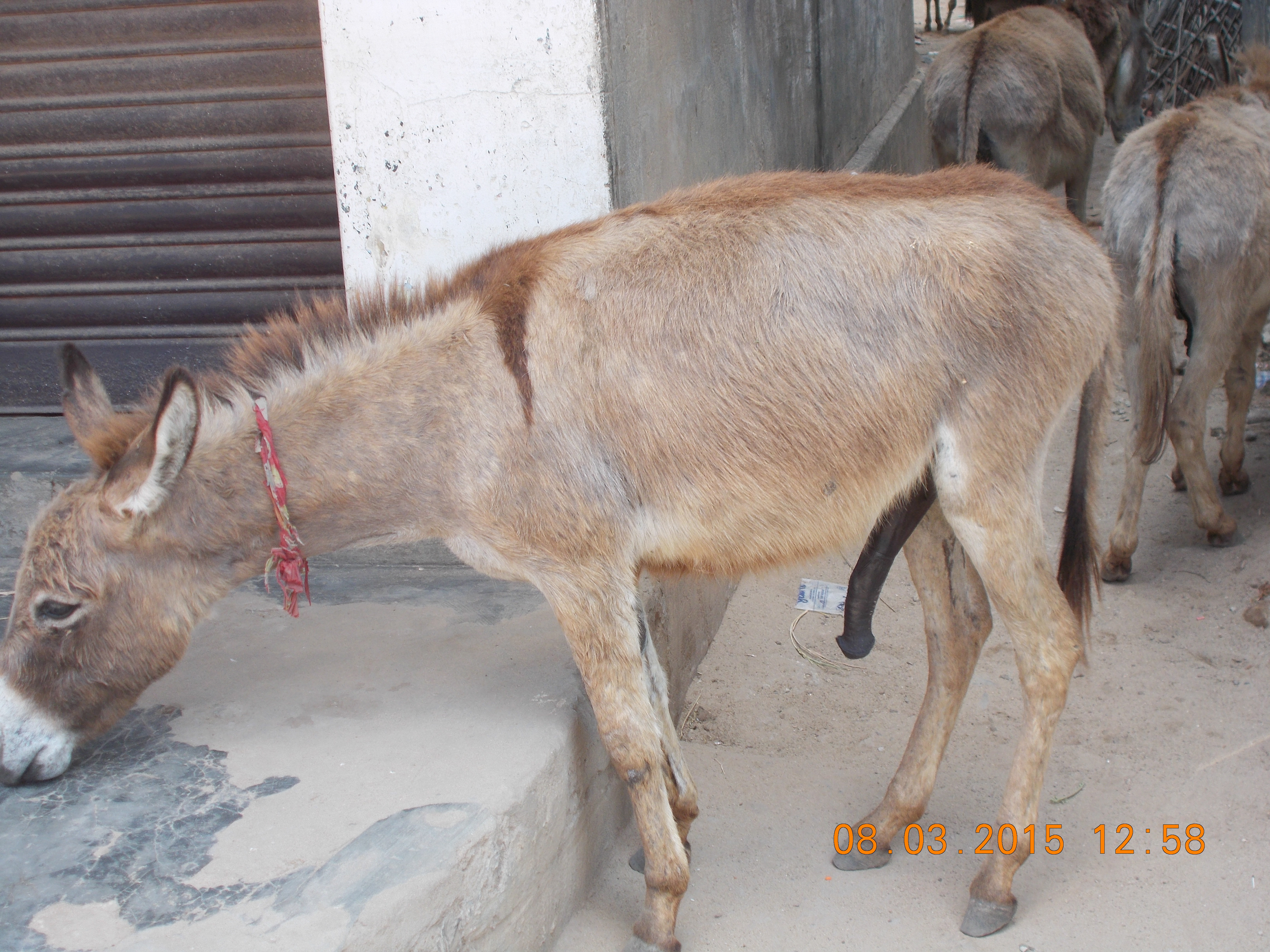 File:Sexually active donkey..JPG - Wikimedia Commons