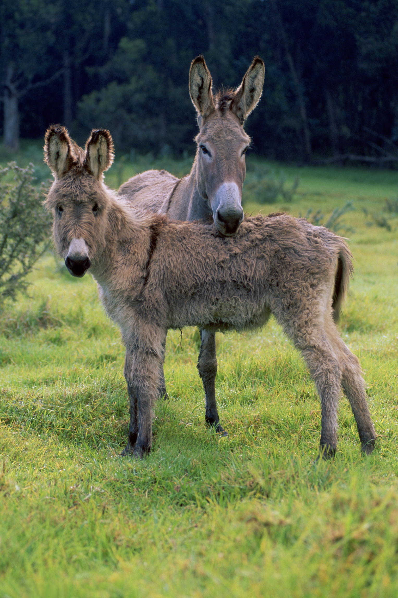 How to Care for a Baby Donkey | Animals - mom.me
