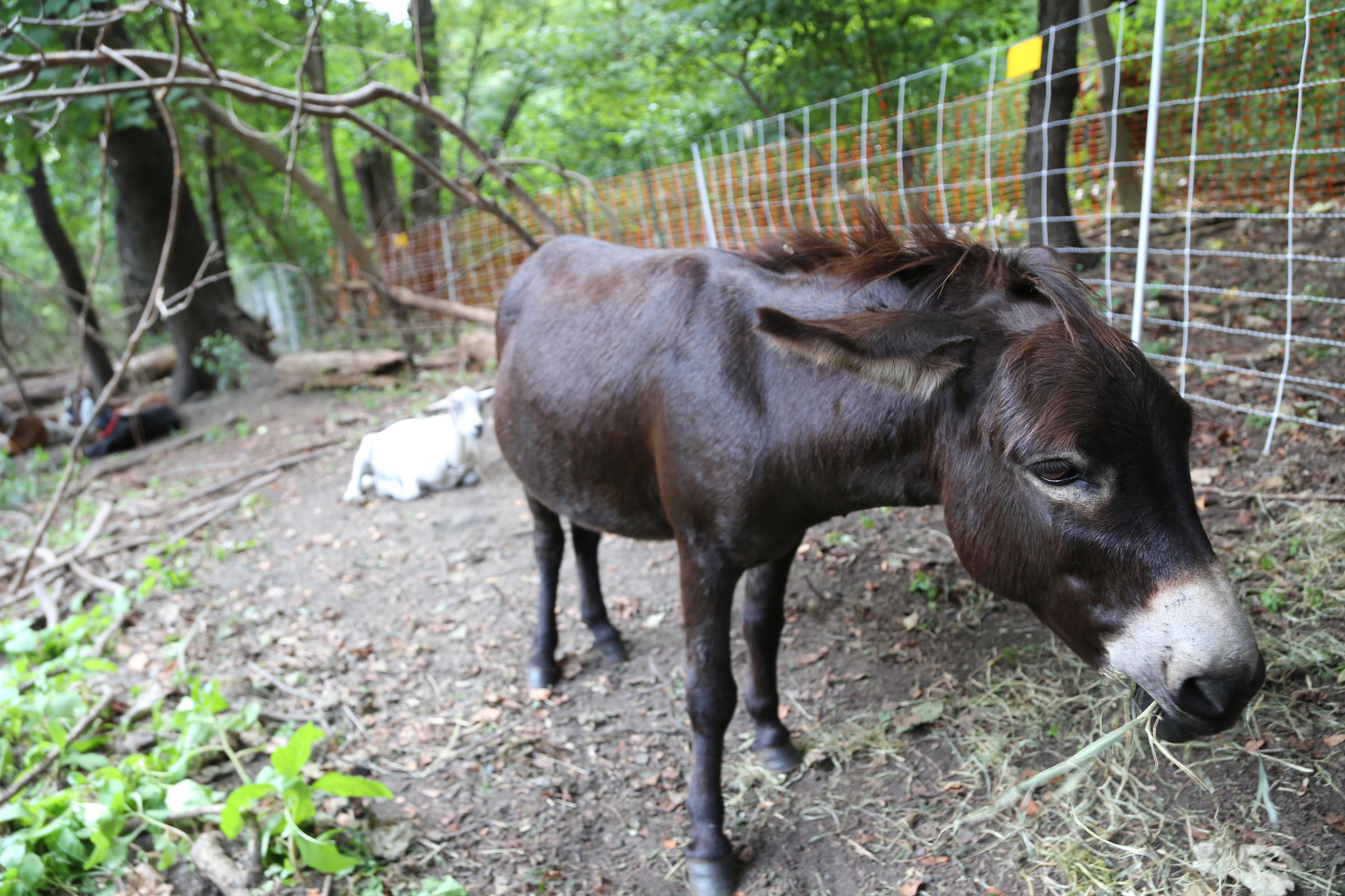 Pittsburgh's Greenest Landscapers Are 11 Goats And A Donkey | 90.5 WESA