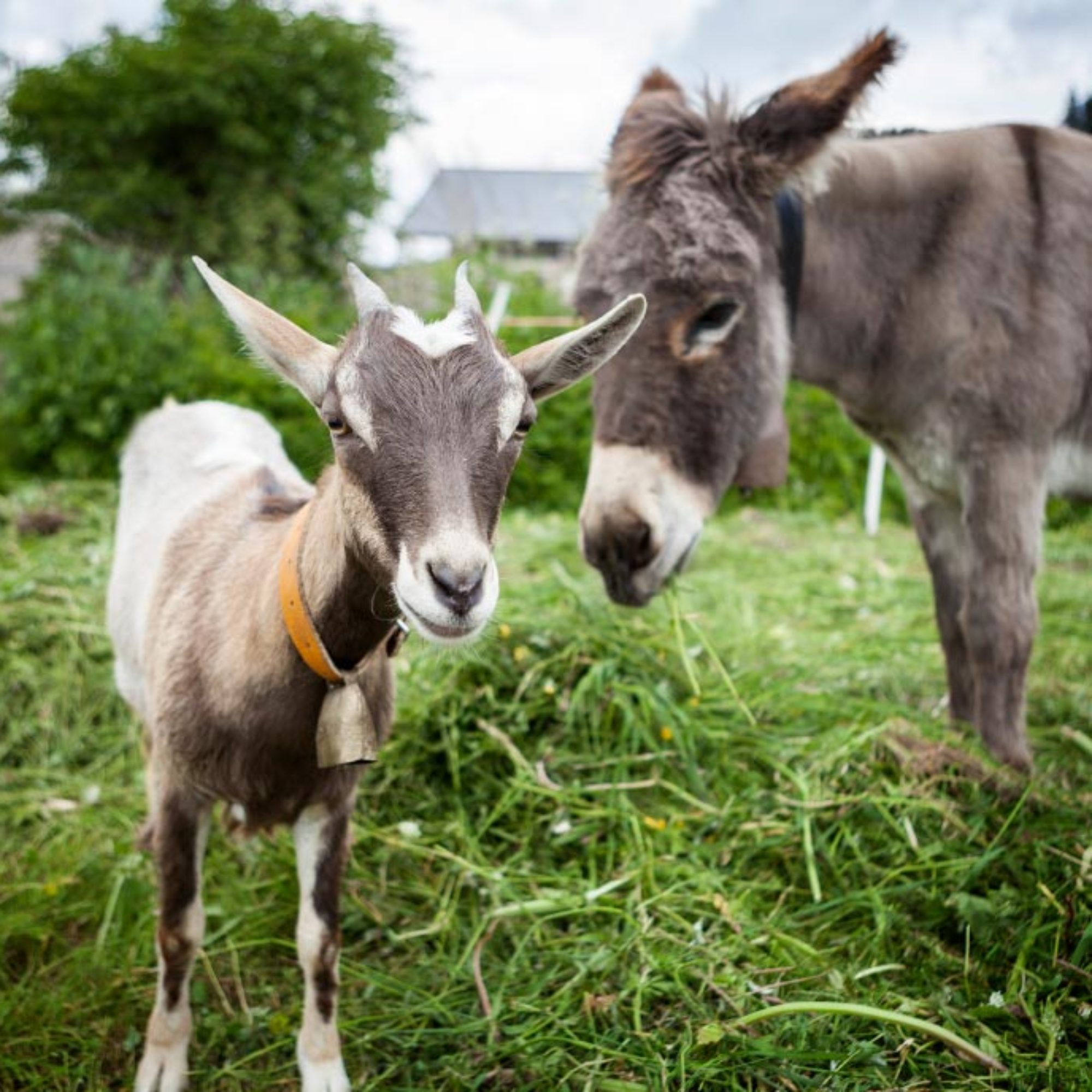 Four Goats and A Donkey – Changing Life One Goat At A Time
