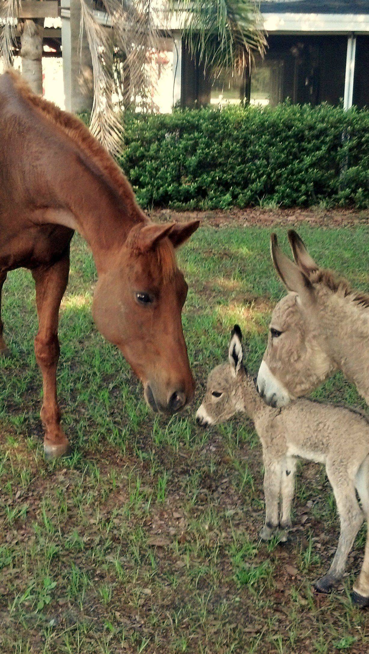 NEWSFLASH: Baby Donkeys are the Cutest Things on Earth!