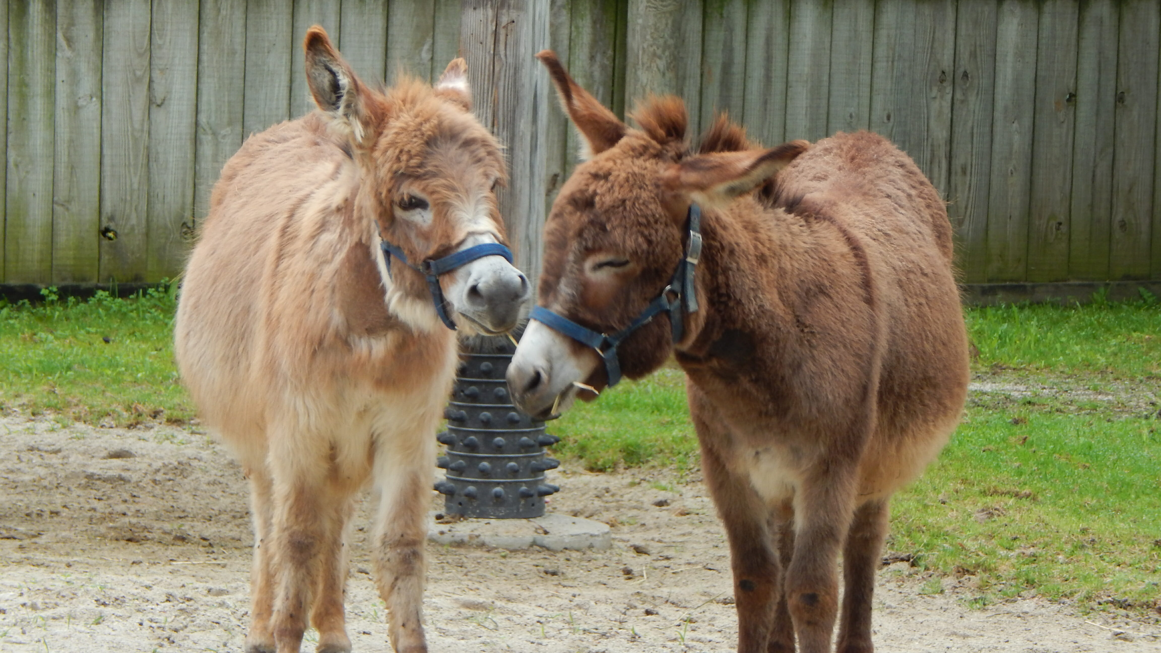 Miniature Donkey - Potawatomi Zoo