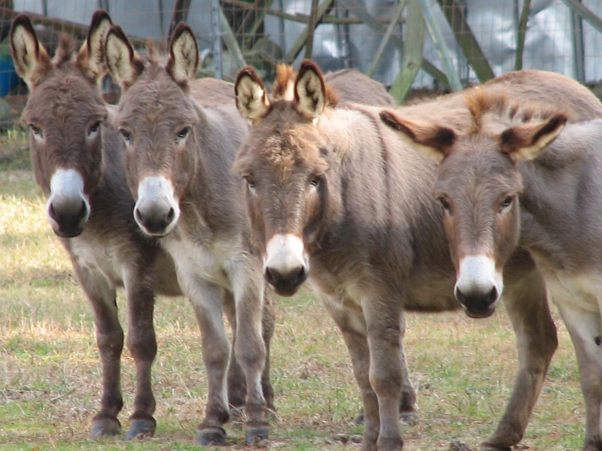 About Miniature Donkeys - Rocking B-A-B Ranch