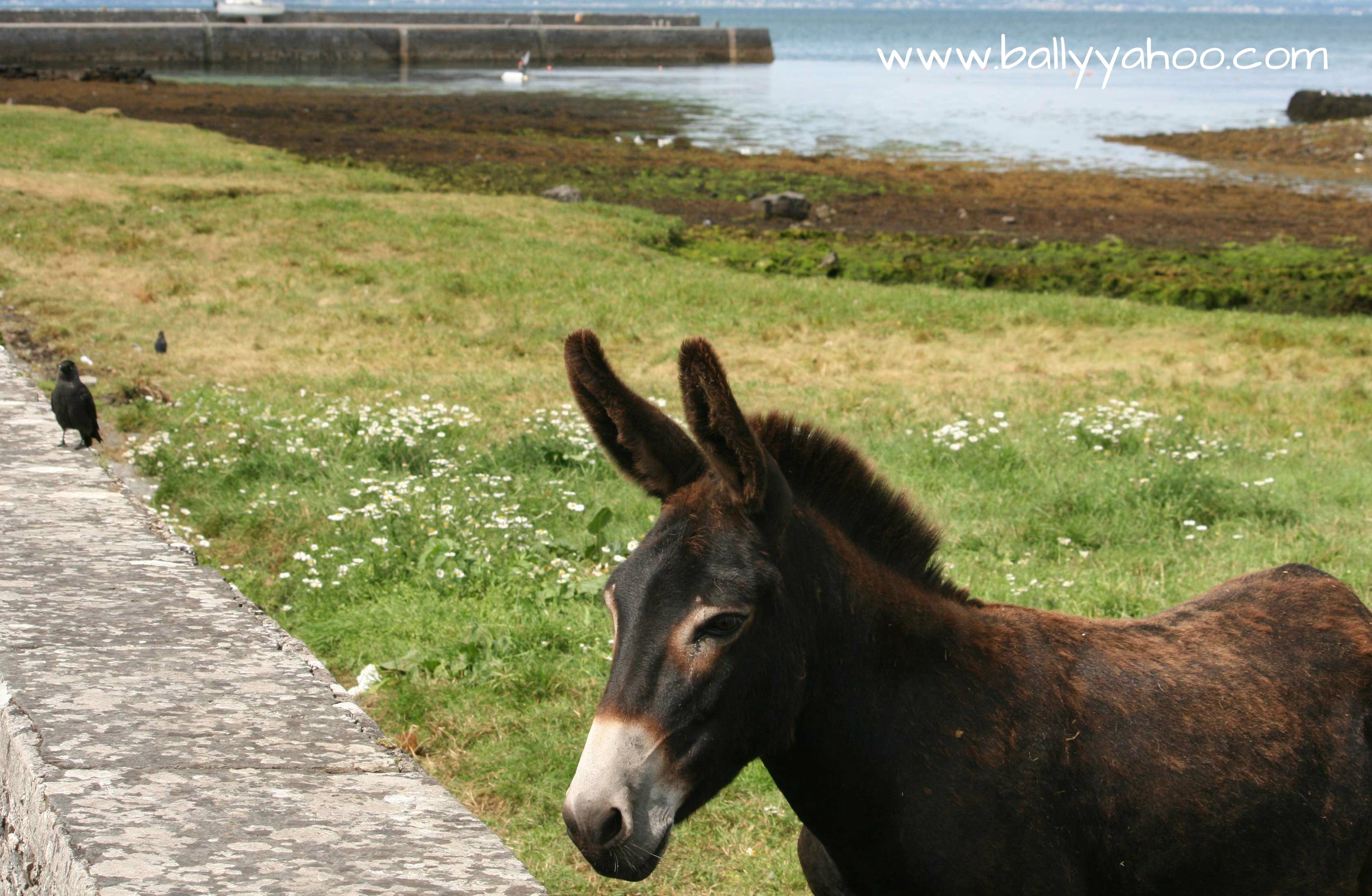 Donkey of Brown - a Beautiful Poem about life and Donkeys.