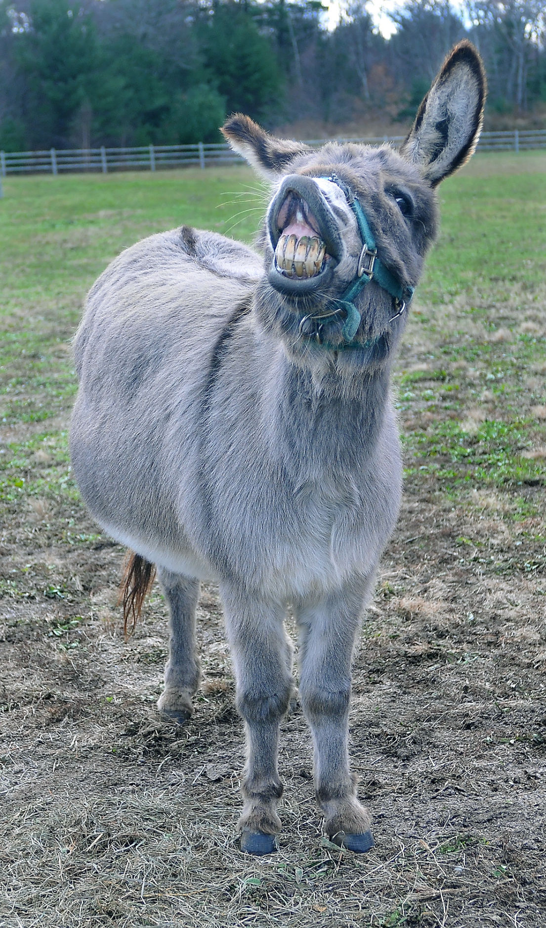 Clopper the Donkey will return to LaSalette | Local News ...