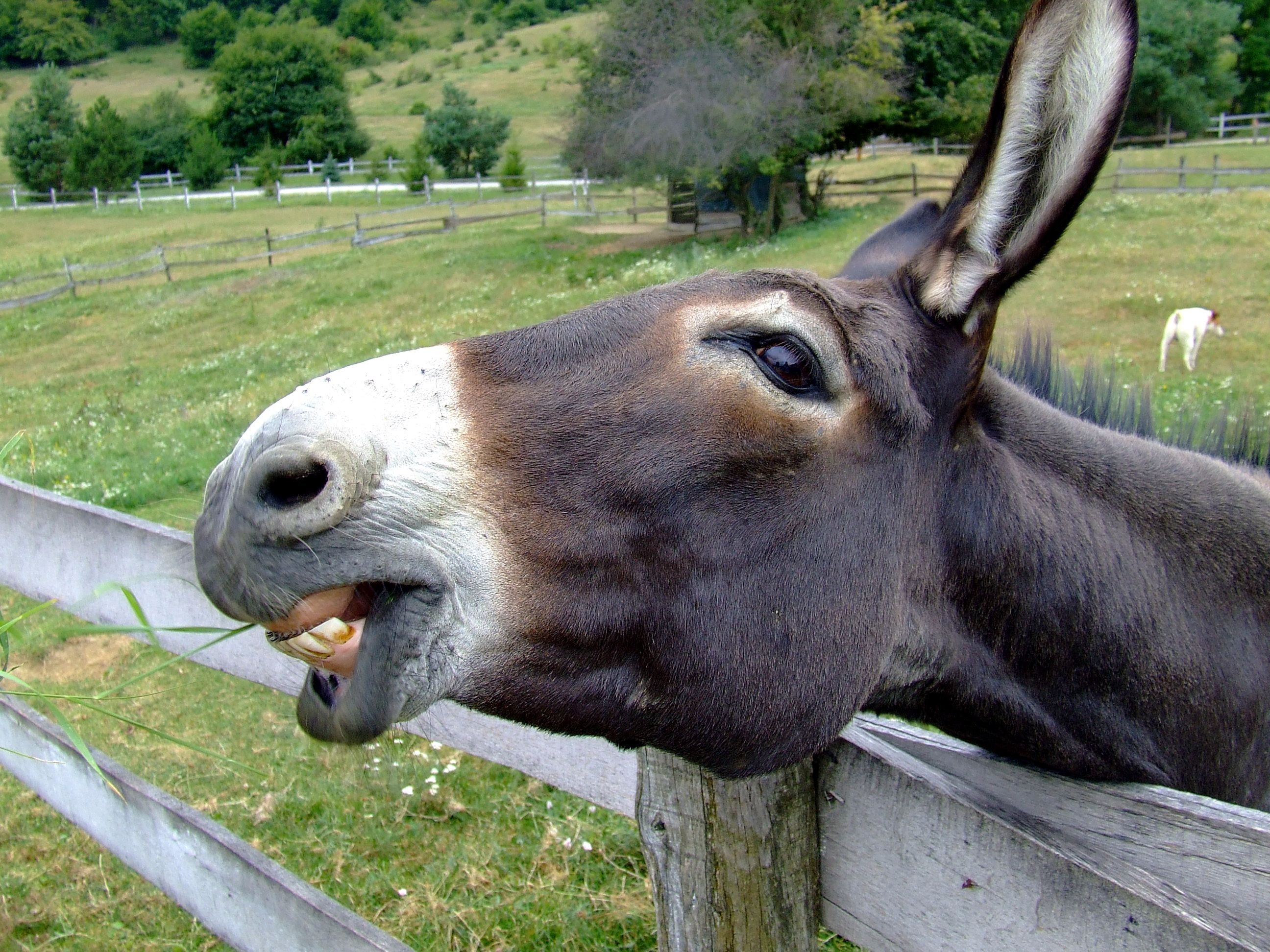Donkey in the farm photo