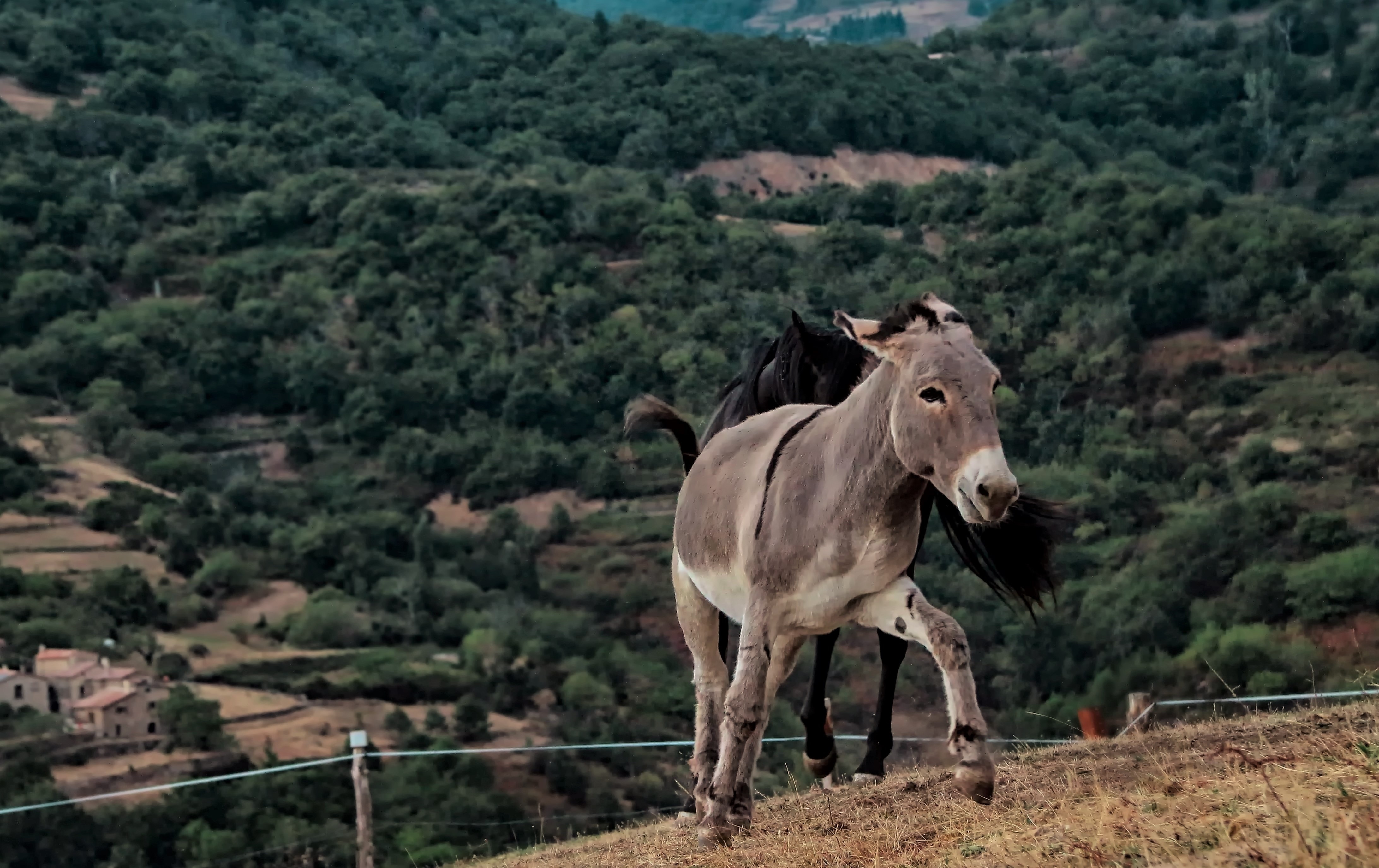 Donkey in the farm photo