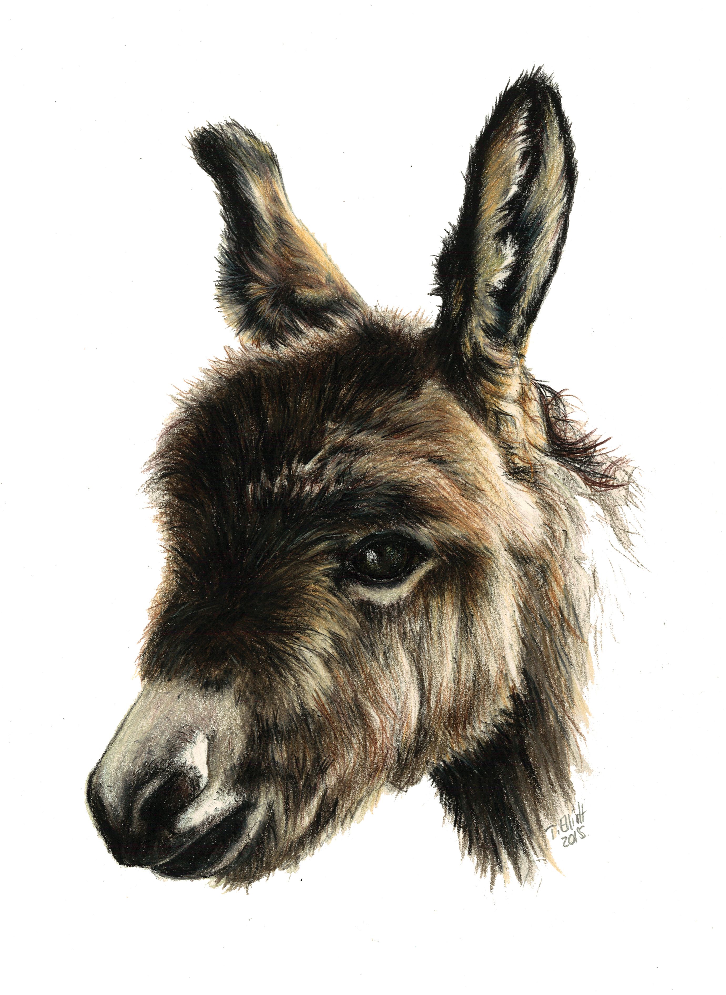 Baby Donkey #pet #portrait #Donkey #drawing | Sketcbook | Pinterest ...