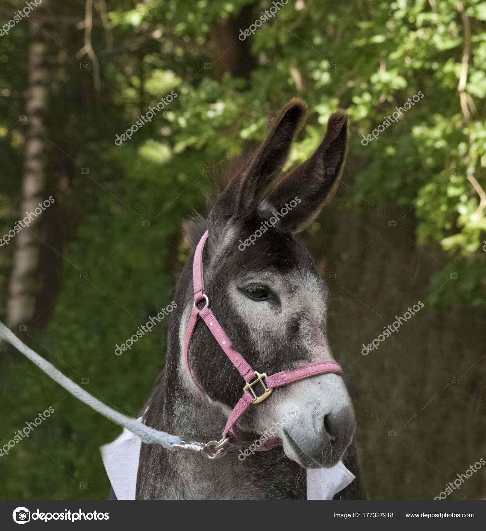 Beautiful Donkey Portrait — Stock Photo © anjajuli #177327918