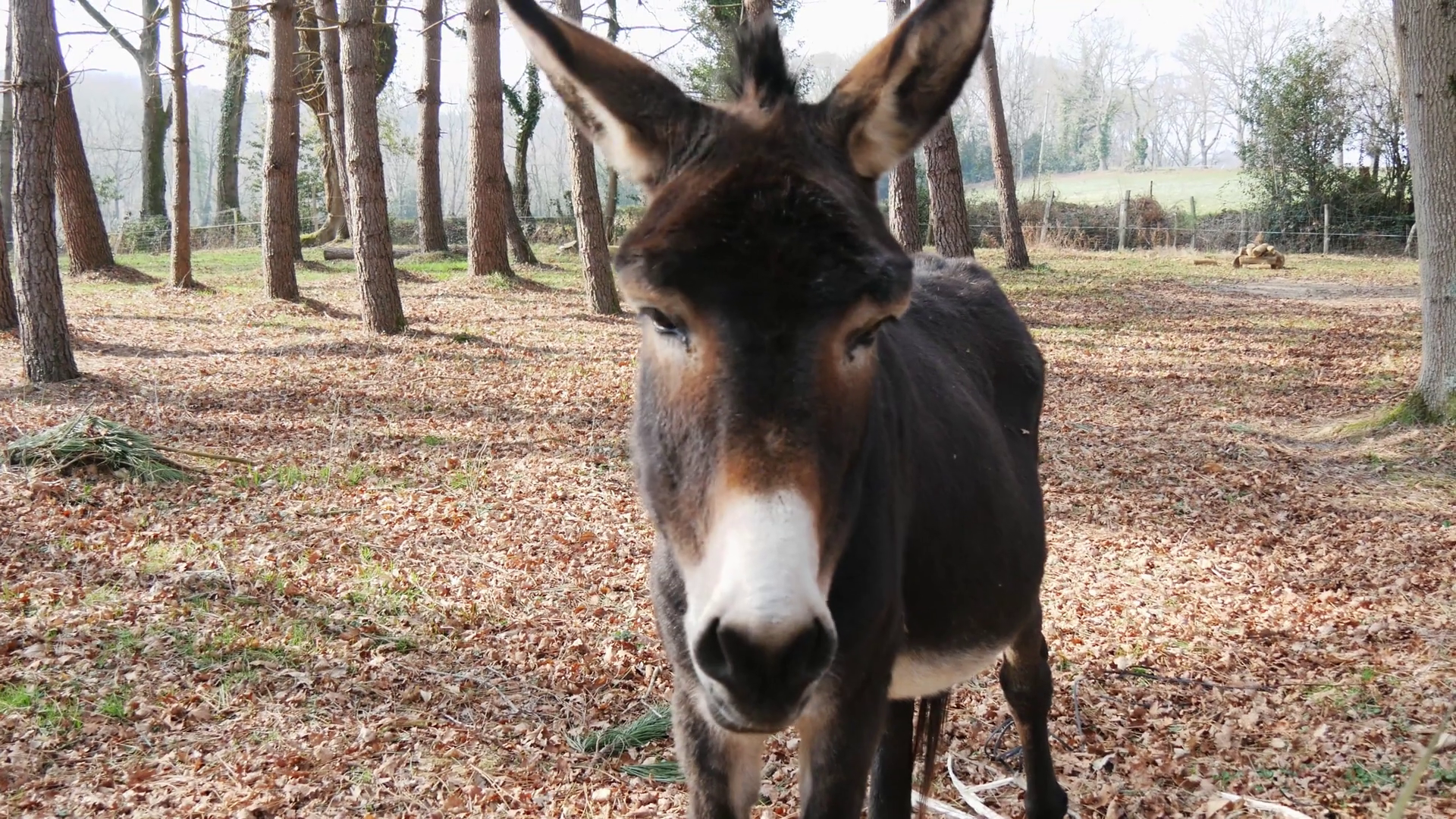 portrait of a donkey Stock Video Footage - VideoBlocks