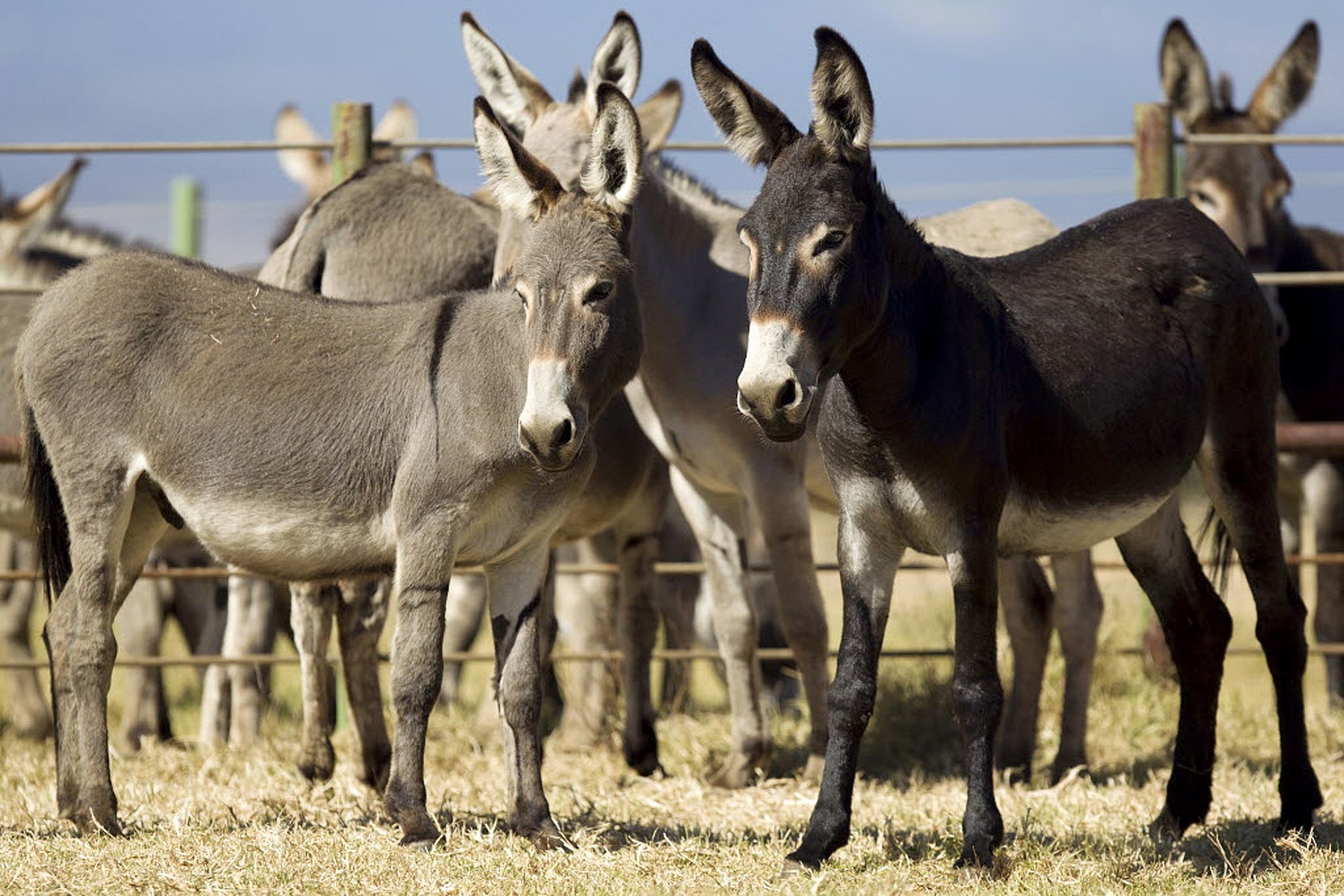 Donkeys up for adoption in Hawaii, but only in pairs - The San Diego ...