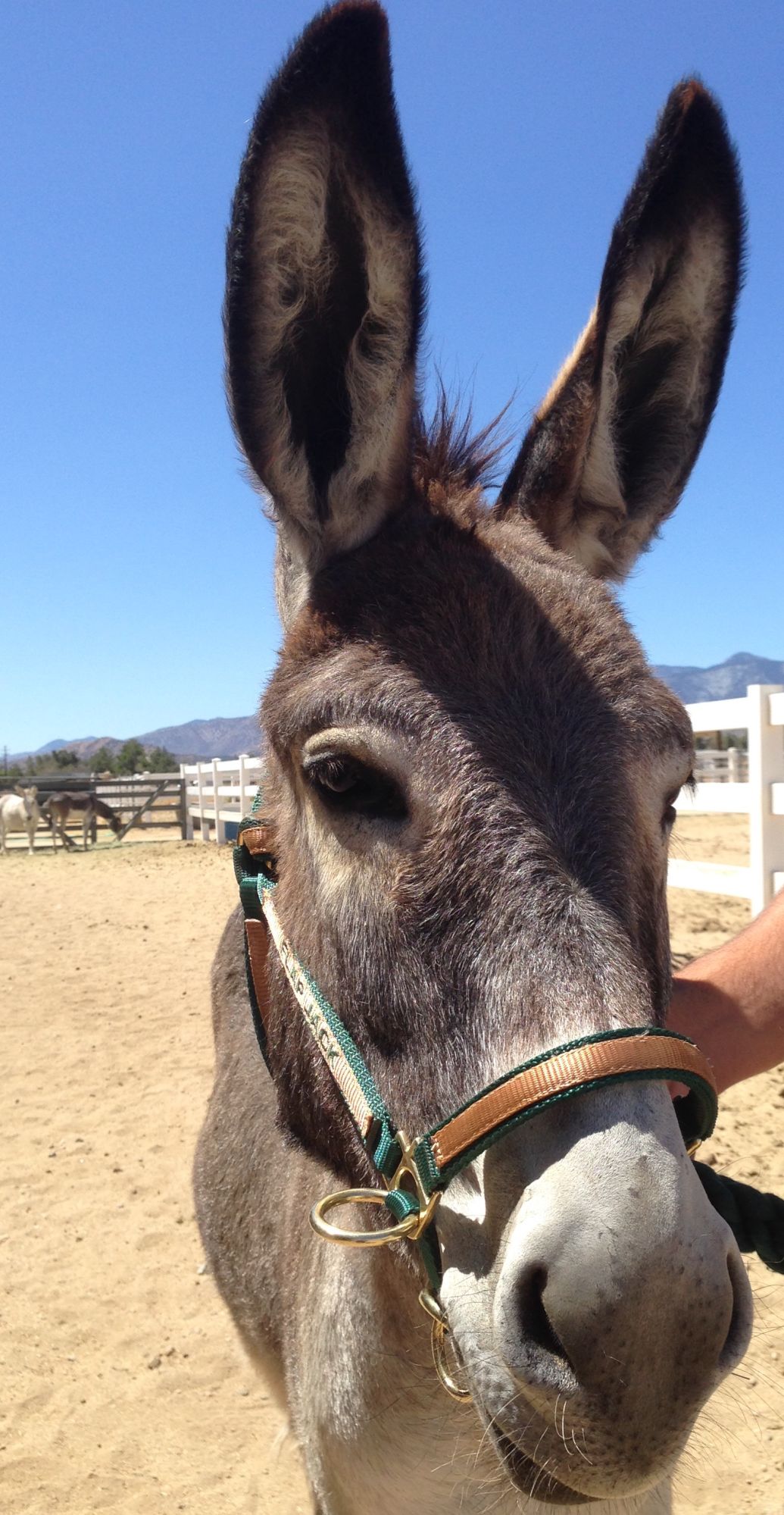 Pair of donkeys moving into California Living Museum after loss of ...