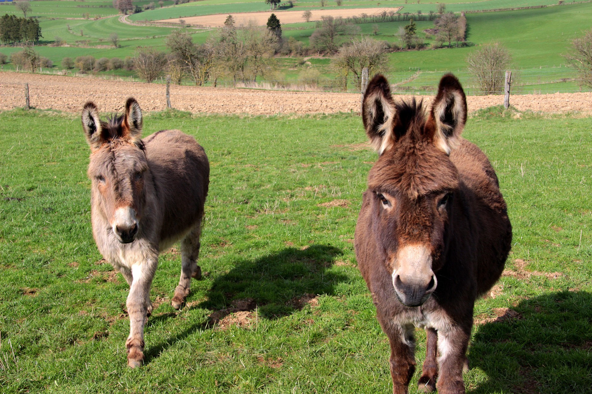 Donkeys in the farm photo