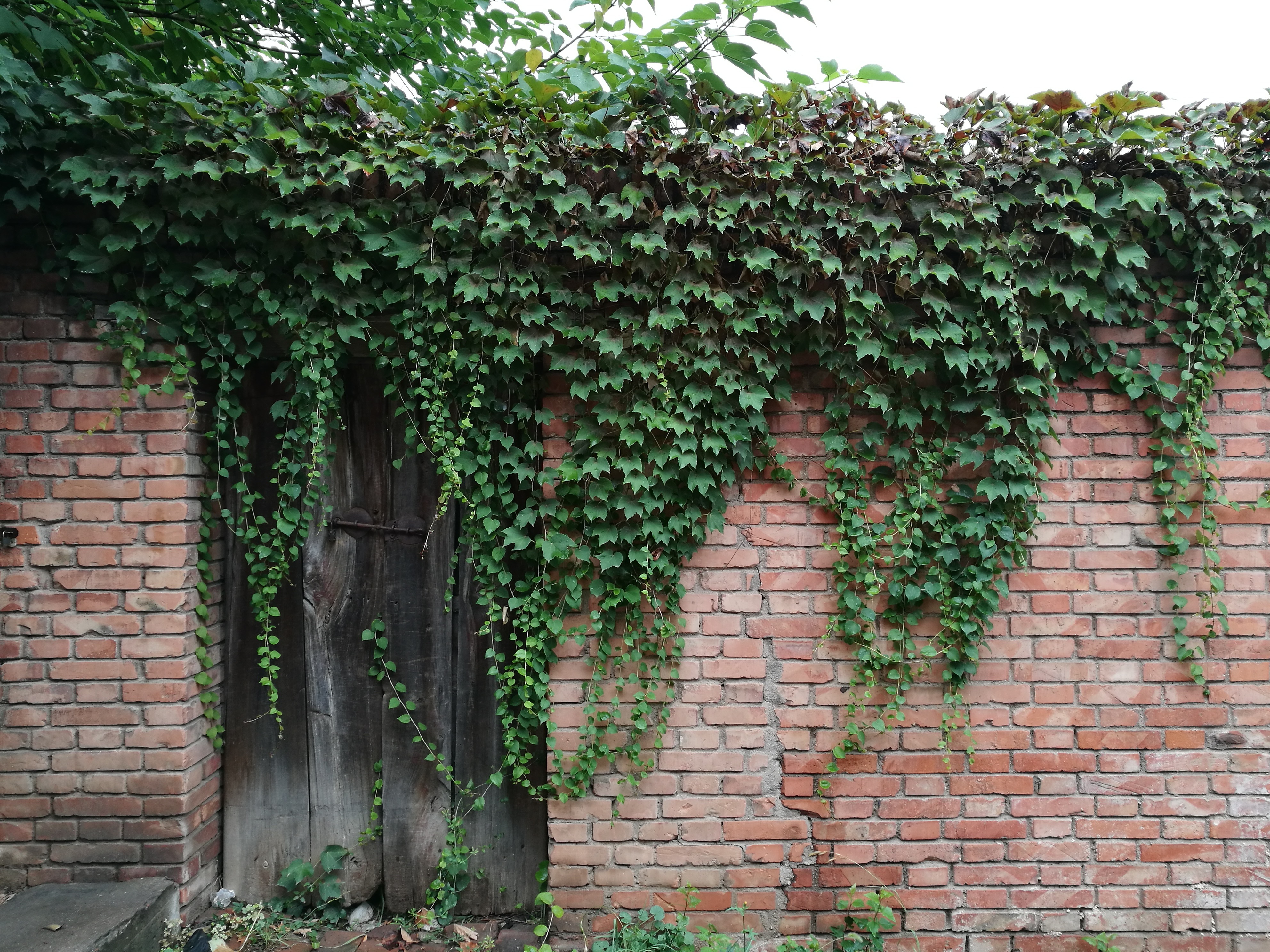 Free Images : tree, vine, flower, wall, ivy, door, shrub, hedge ...