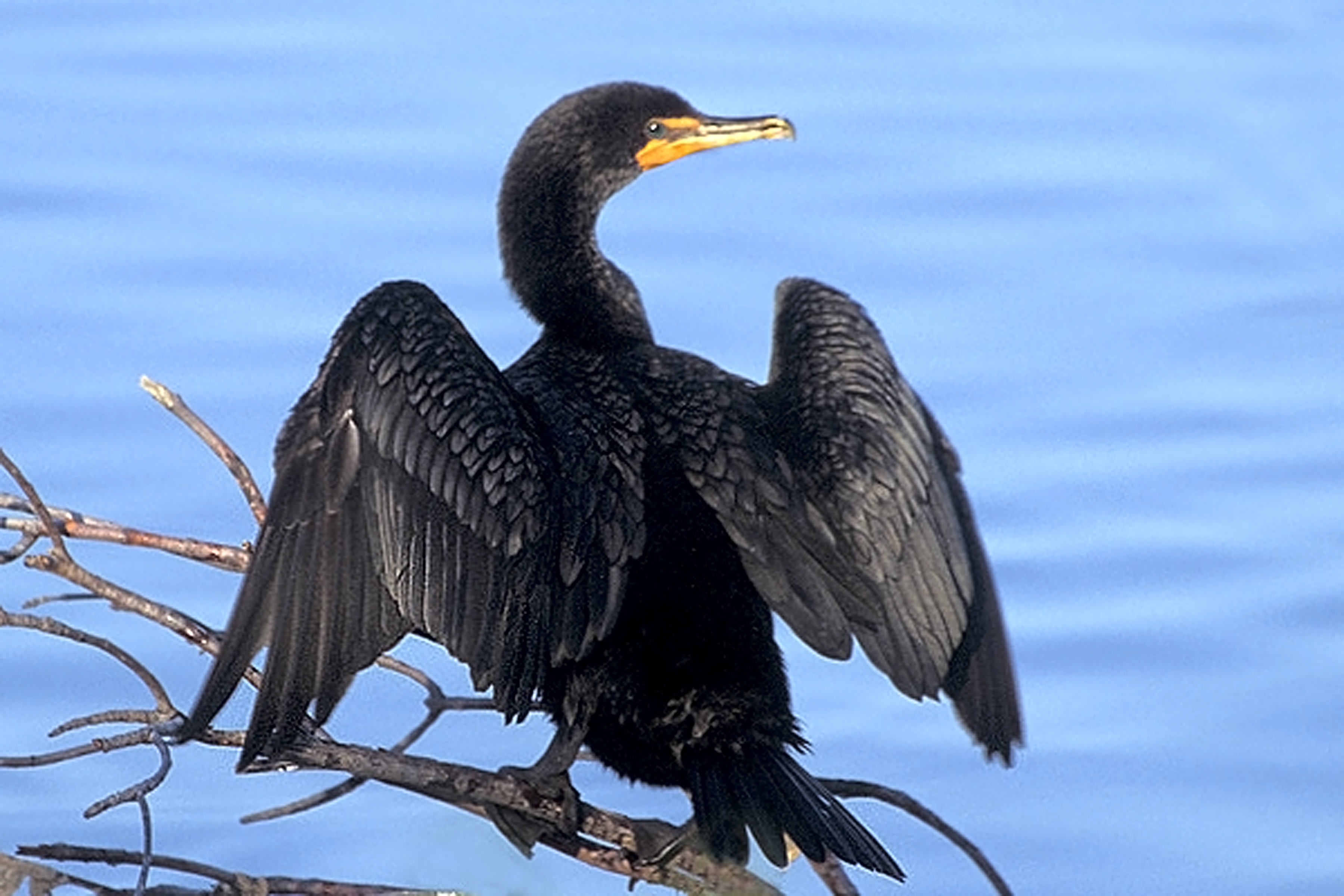File:Double-crested Cormorant at Ding Darling NWR.jpg - Wikimedia ...