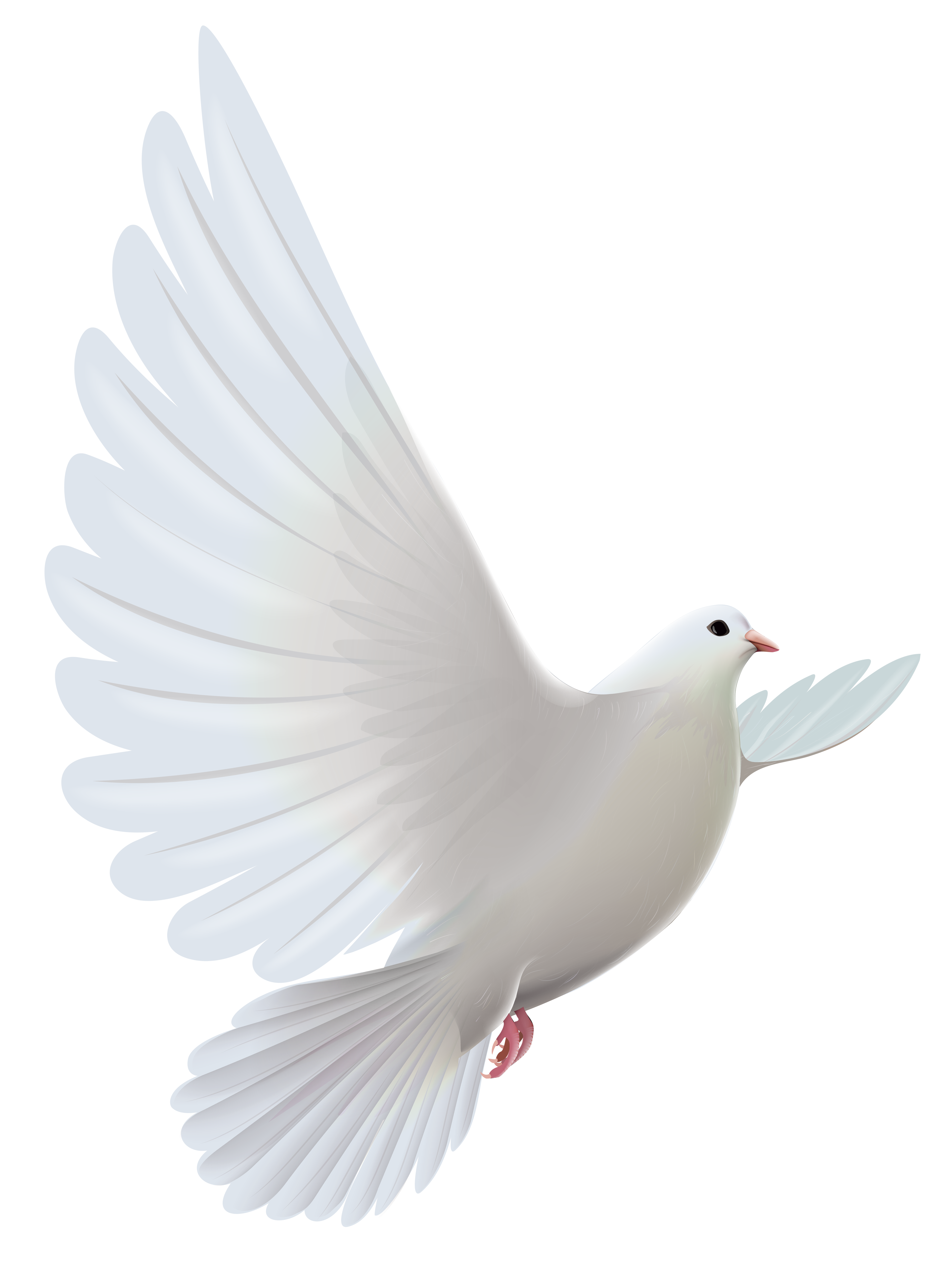 White Dove Transparent PNG Clipart | Gallery Yopriceville - High ...