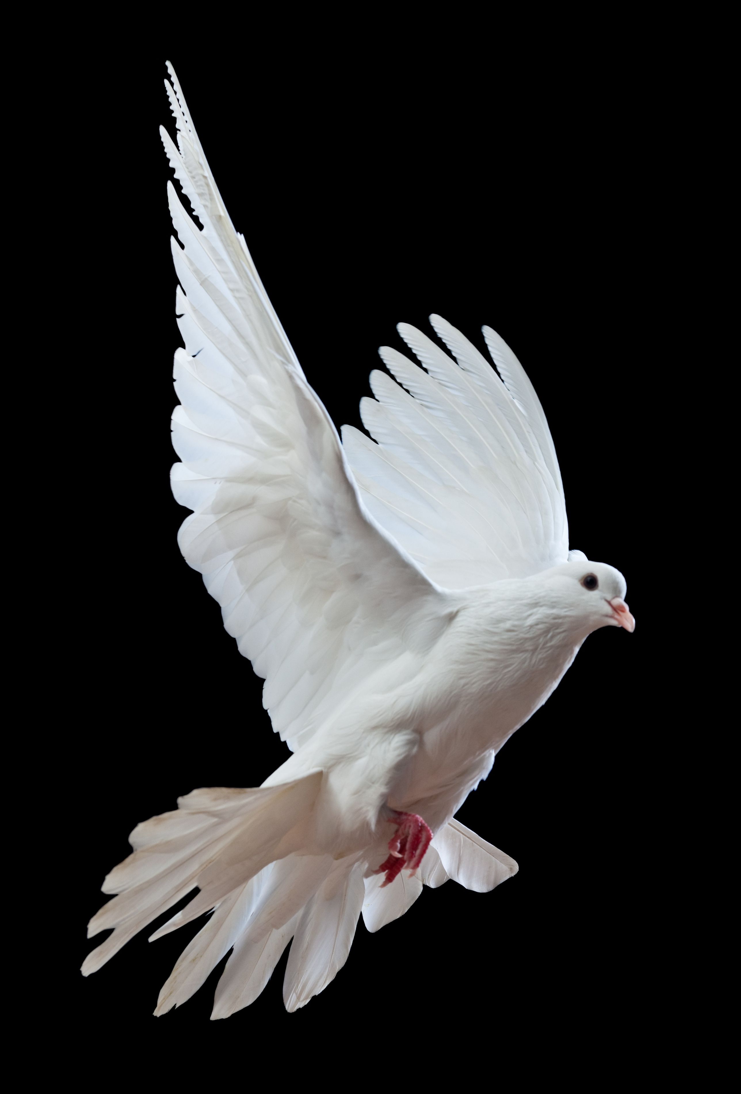Photoshop Pro: Create A Spirit Dove Effect - 123RF