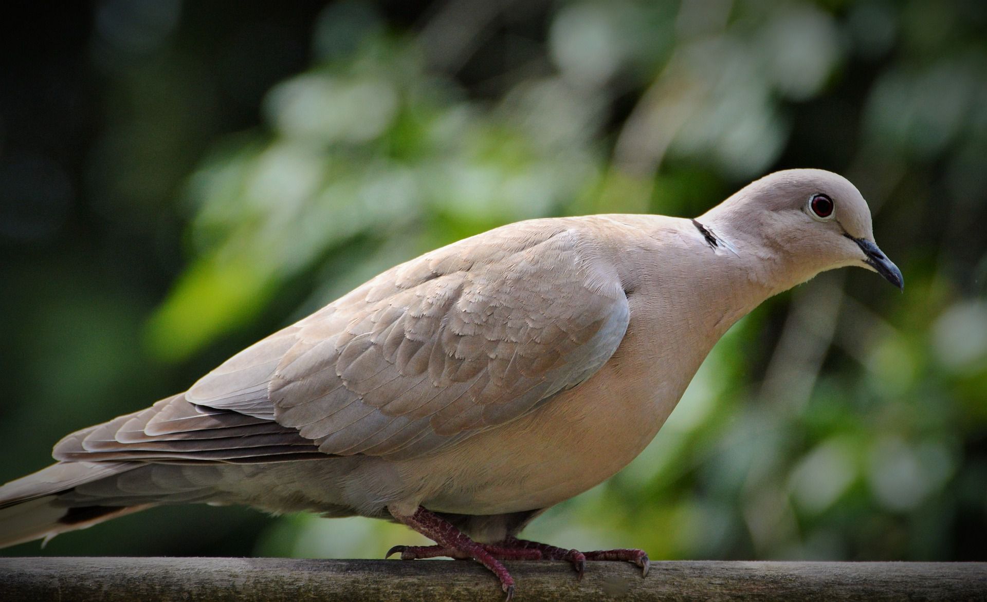 Dove and Pigeon Identification Tips