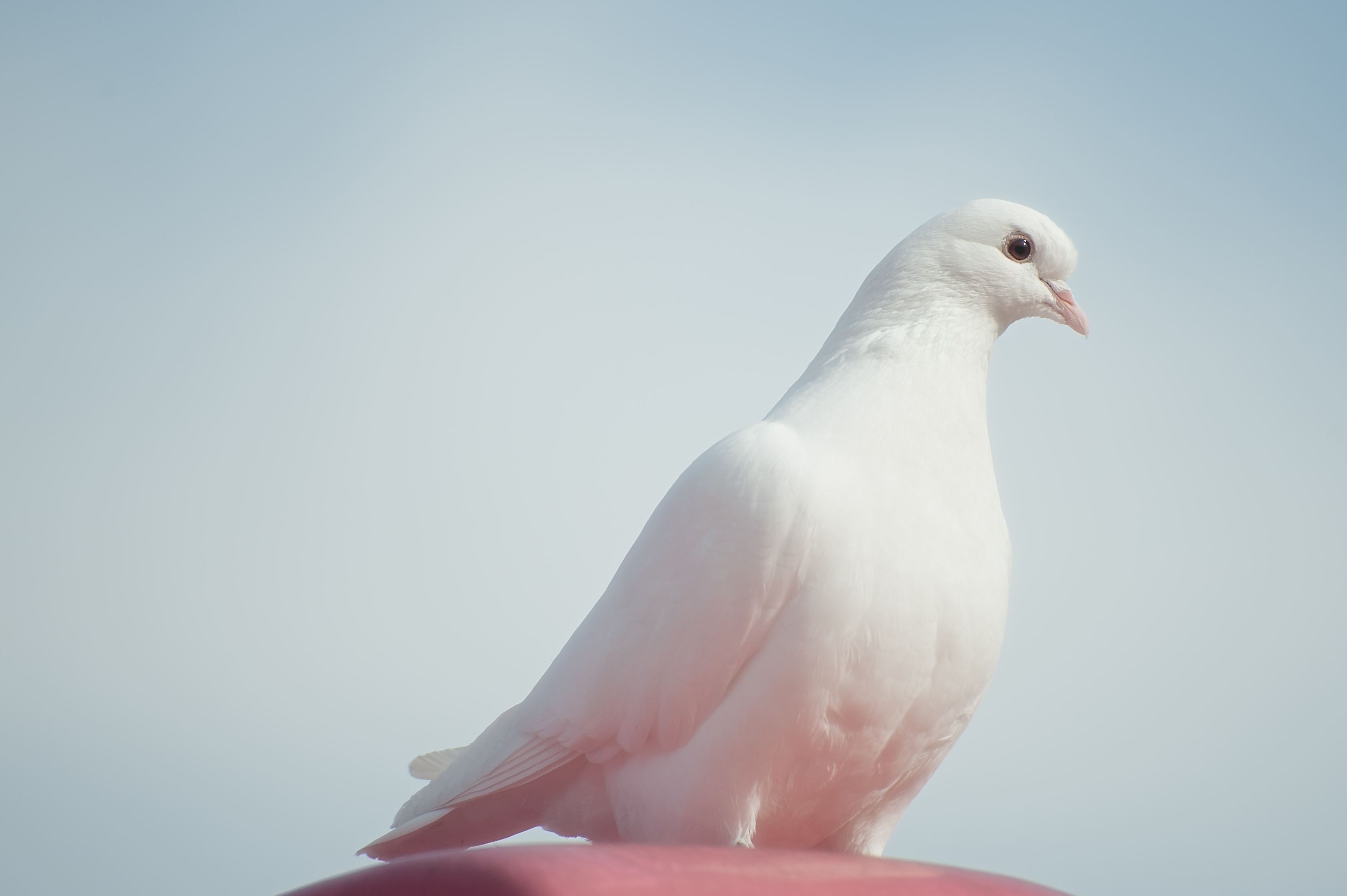 27 Interesting And Bizarre Facts About Doves - Tons Of Facts
