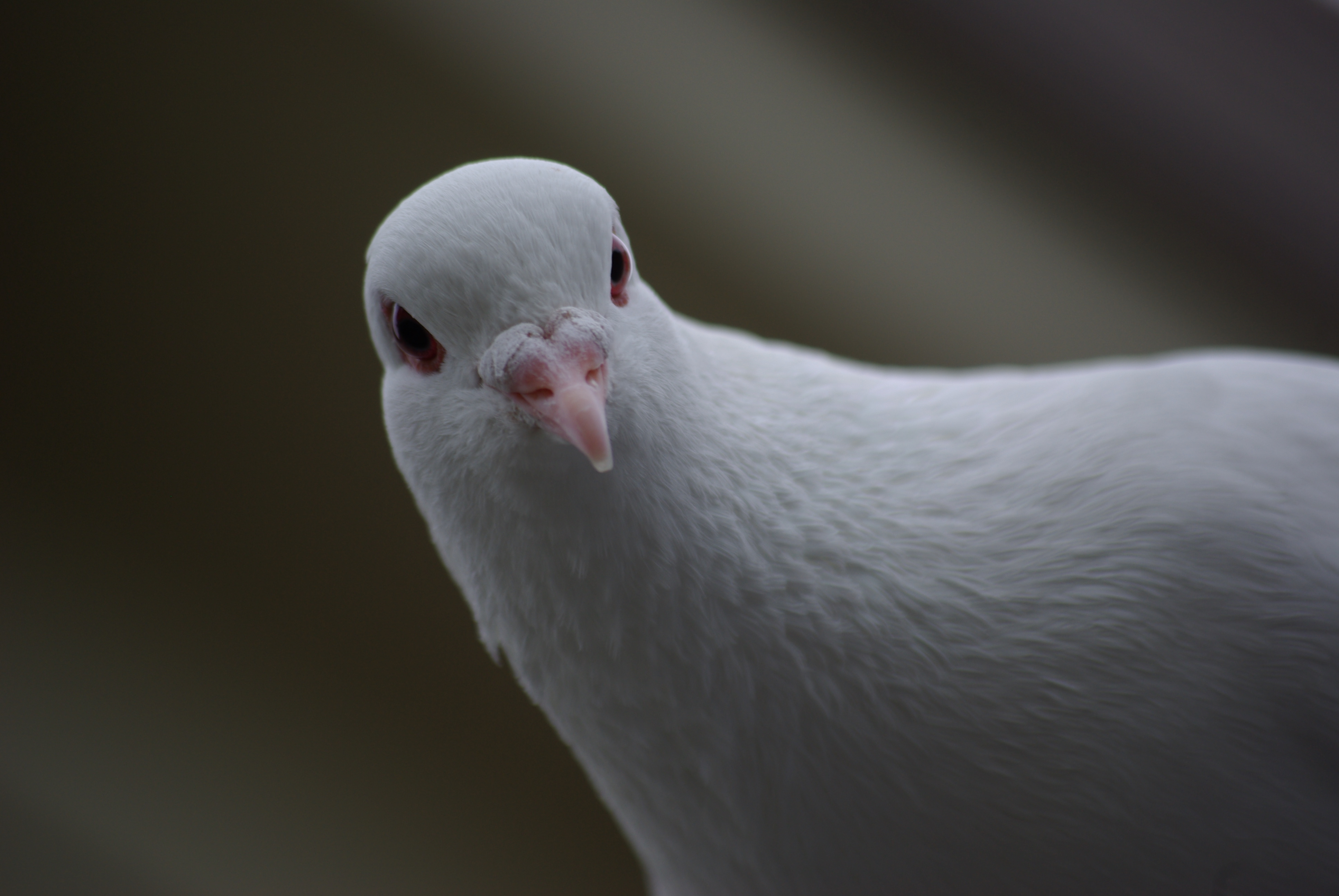 Mystery white dove | Millard Fillmore's Bathtub