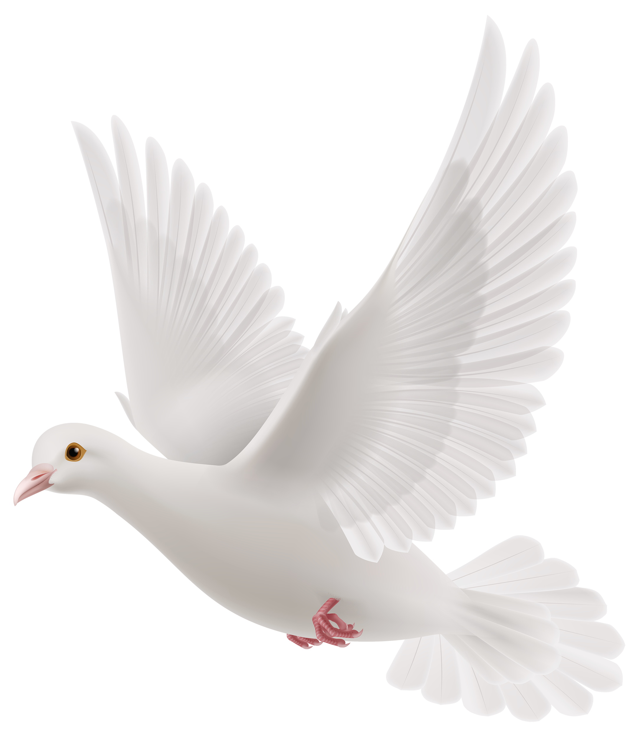 White Dove PNG Clipart - Best WEB Clipart