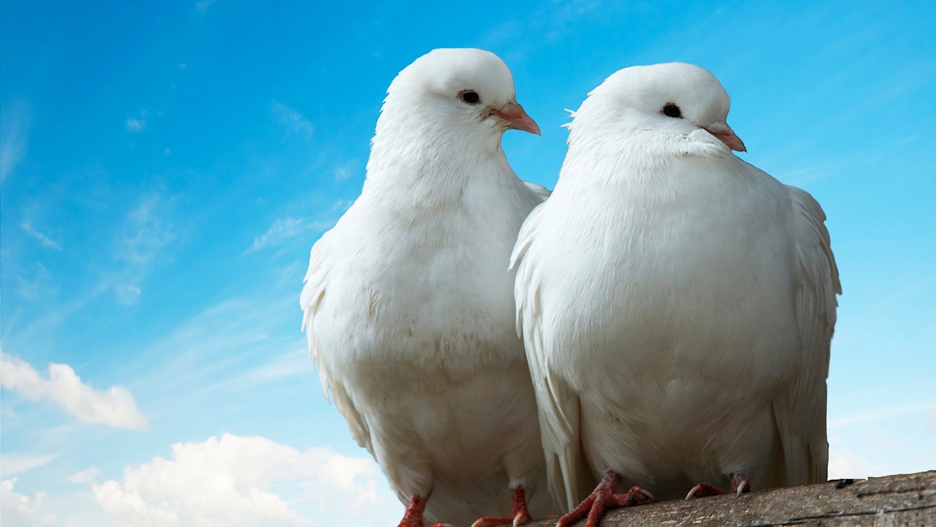 What Is a Dove Like as a Pet? | Pet Bird - YouTube