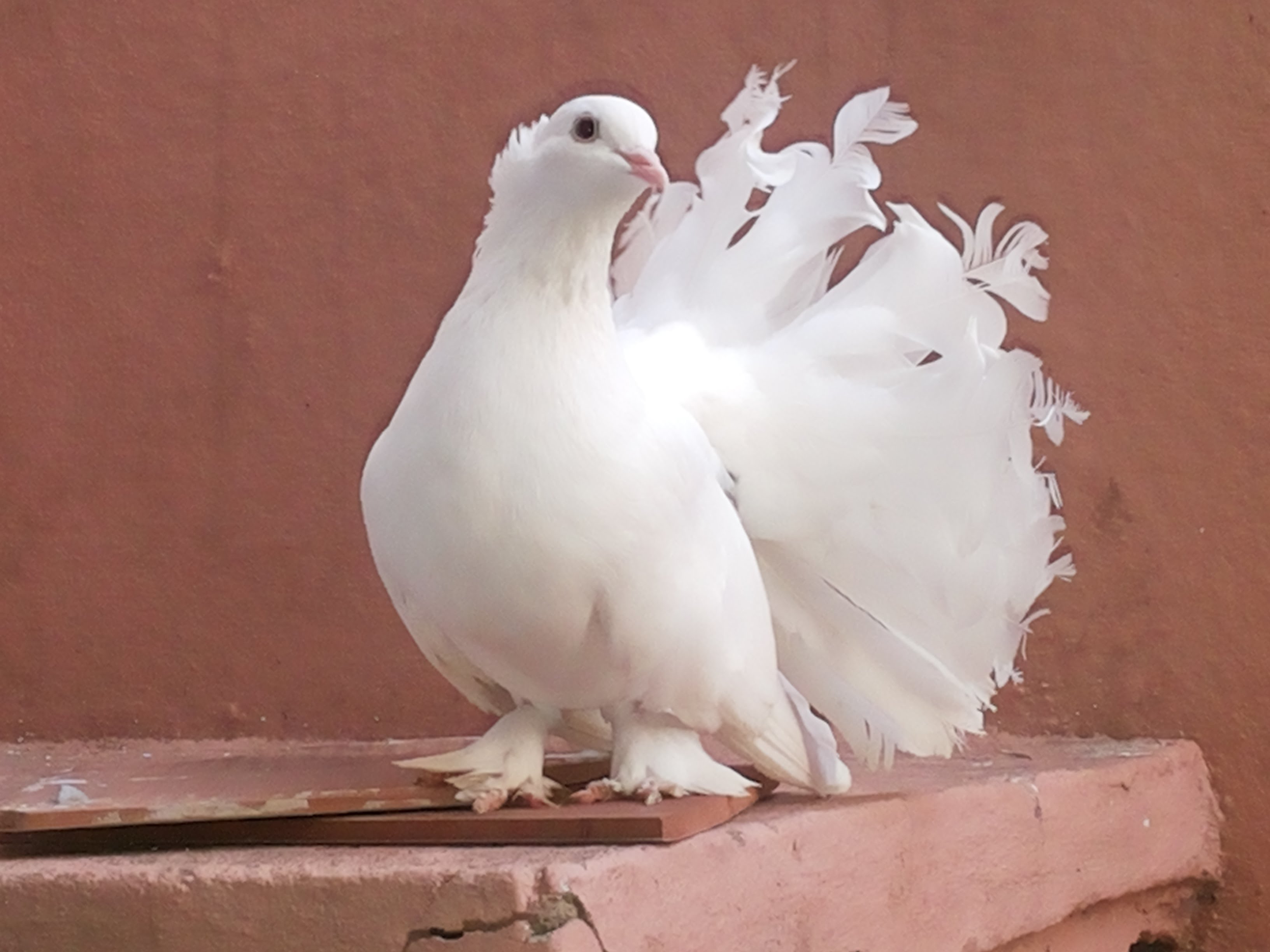 White Dove Dancing pigeon - Birds videos - YouTube