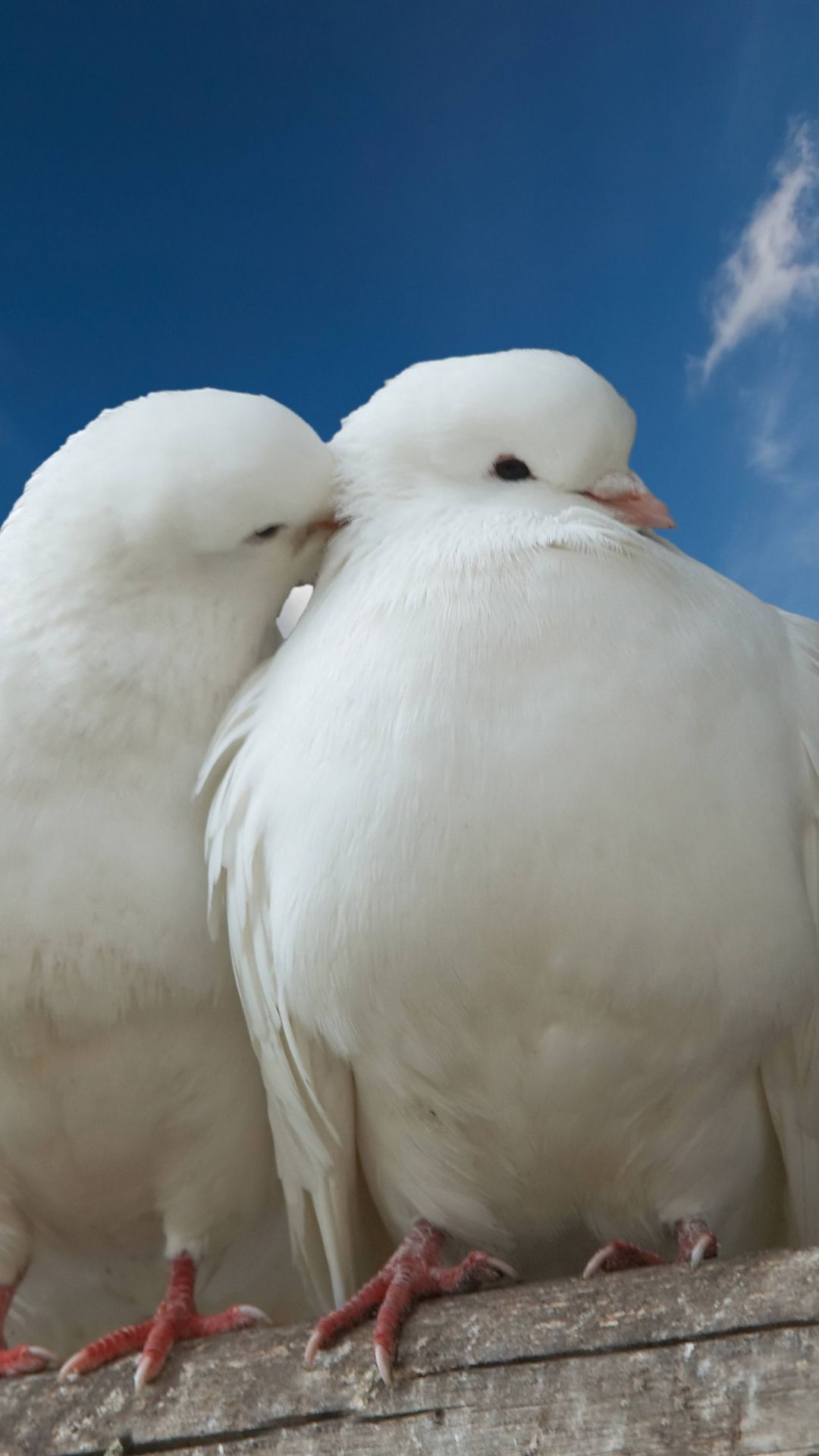 doves, couple, rose, sky, love | Cute animals | Pinterest | Bird ...