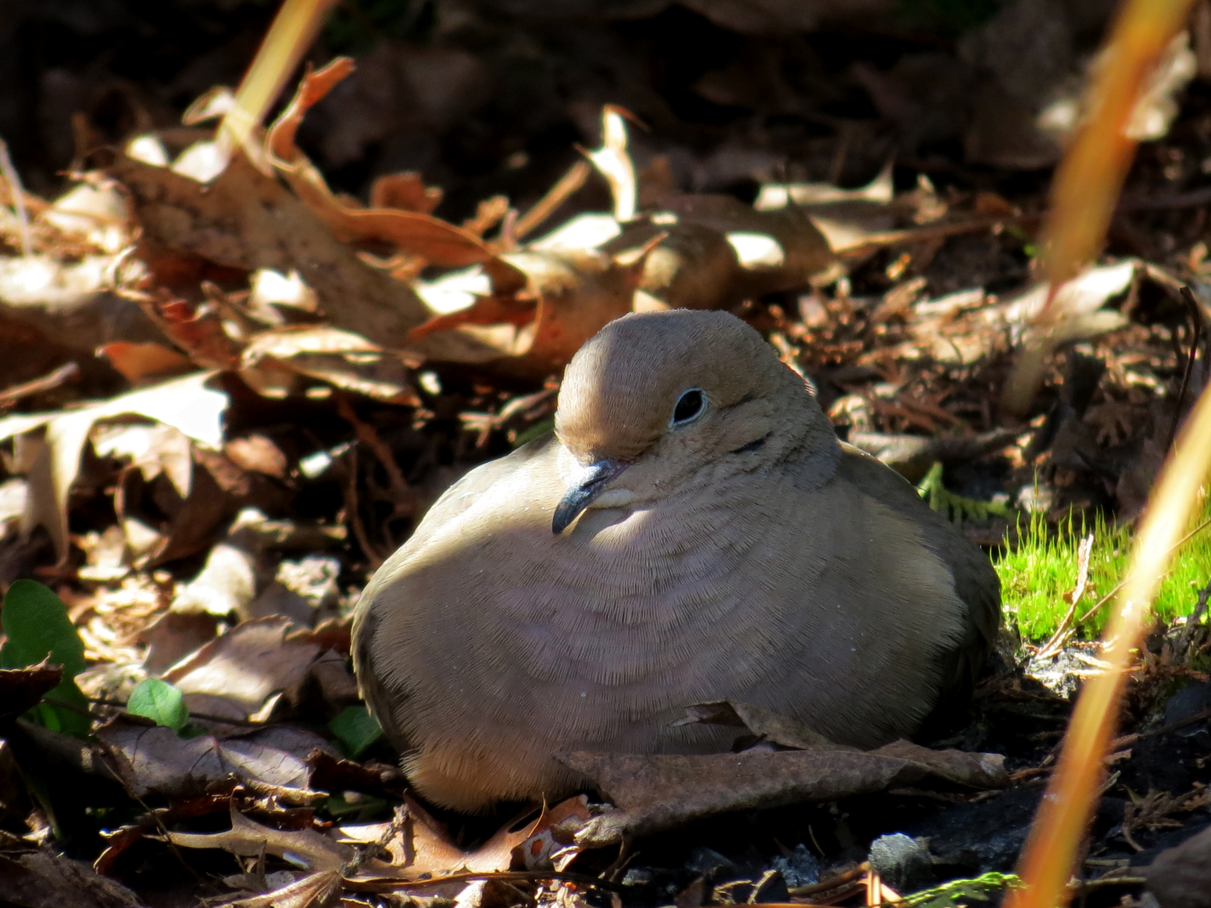 A Dove's Springtime Nap | Nature in the Burbs