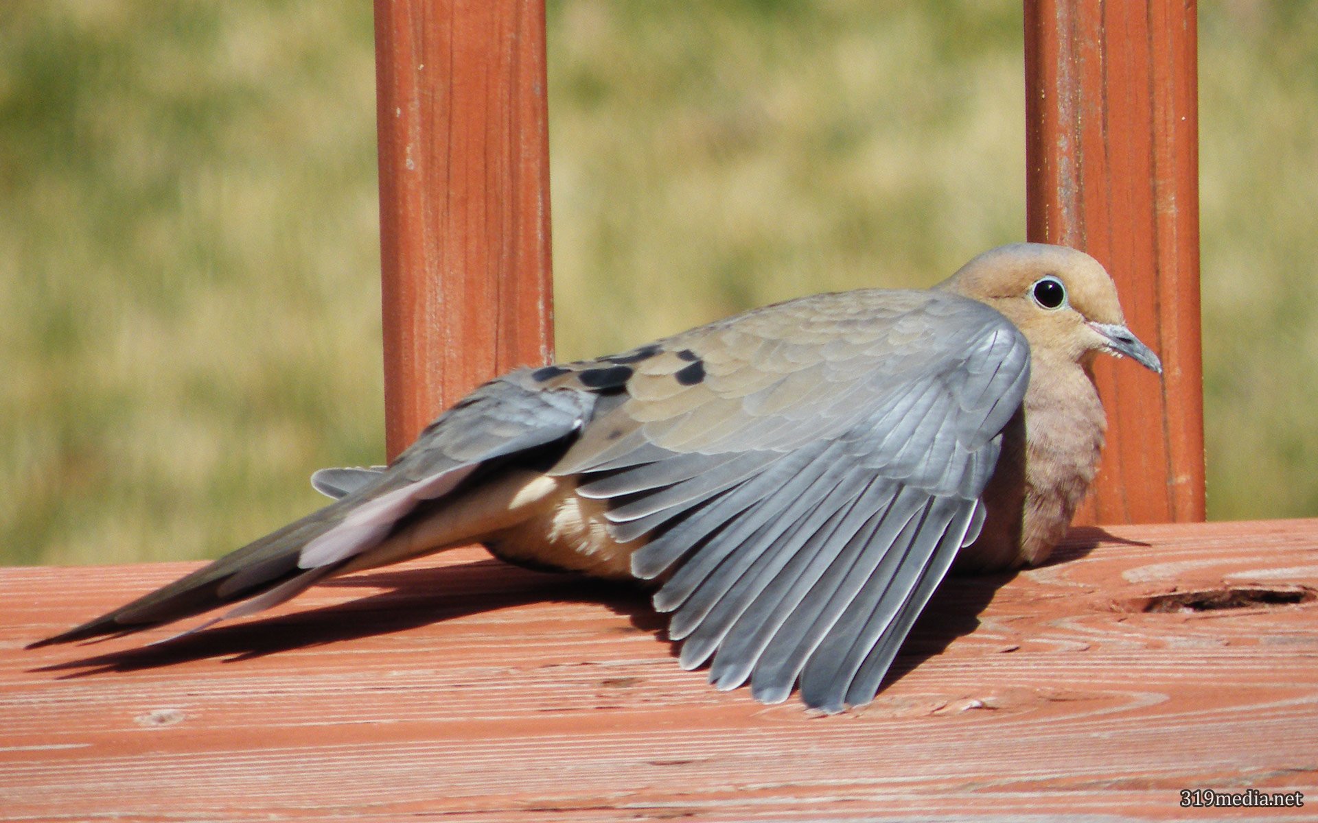 Mourning Dove Relaxing Full HD Wallpaper and Background Image ...
