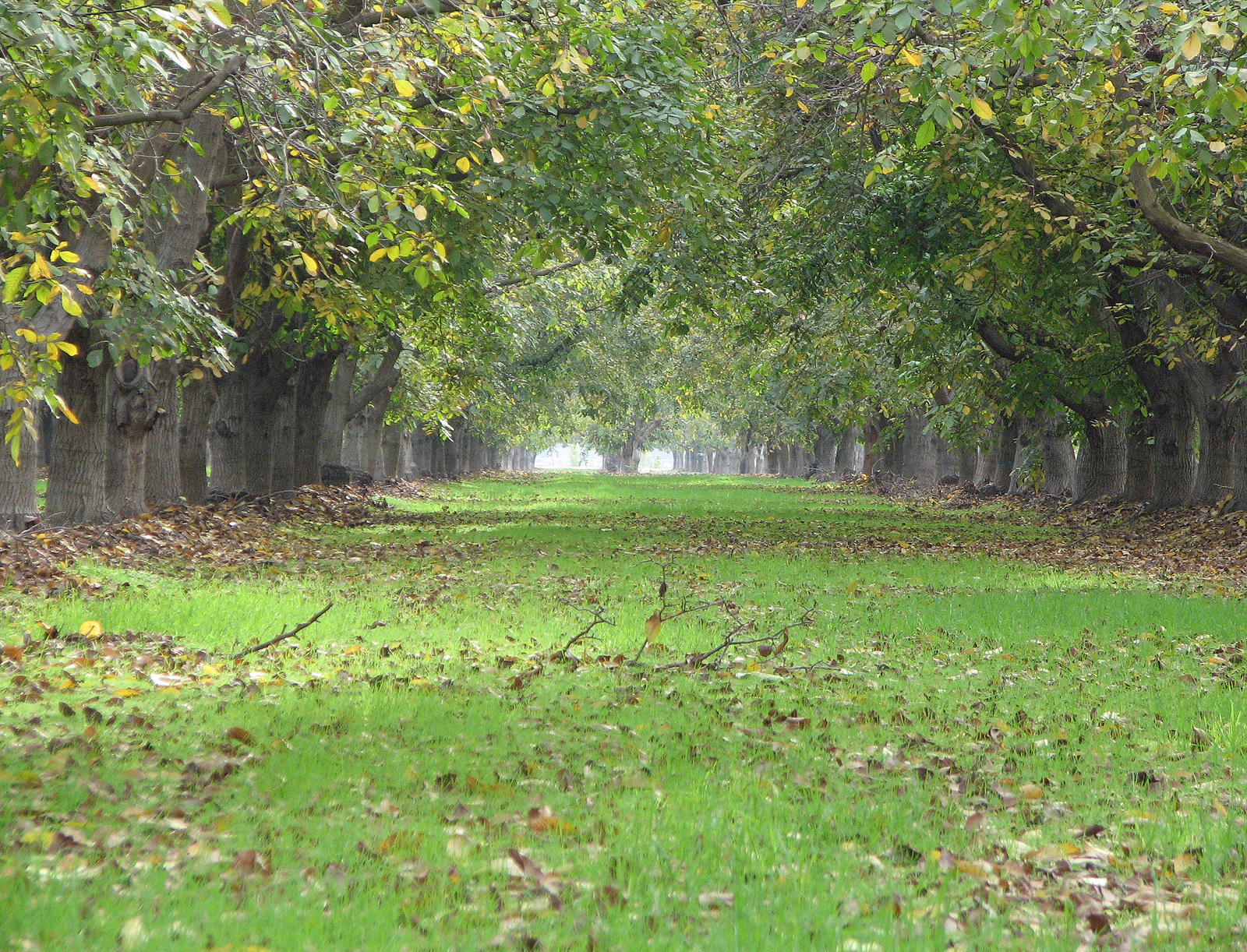 Down the walnut grove of green photo