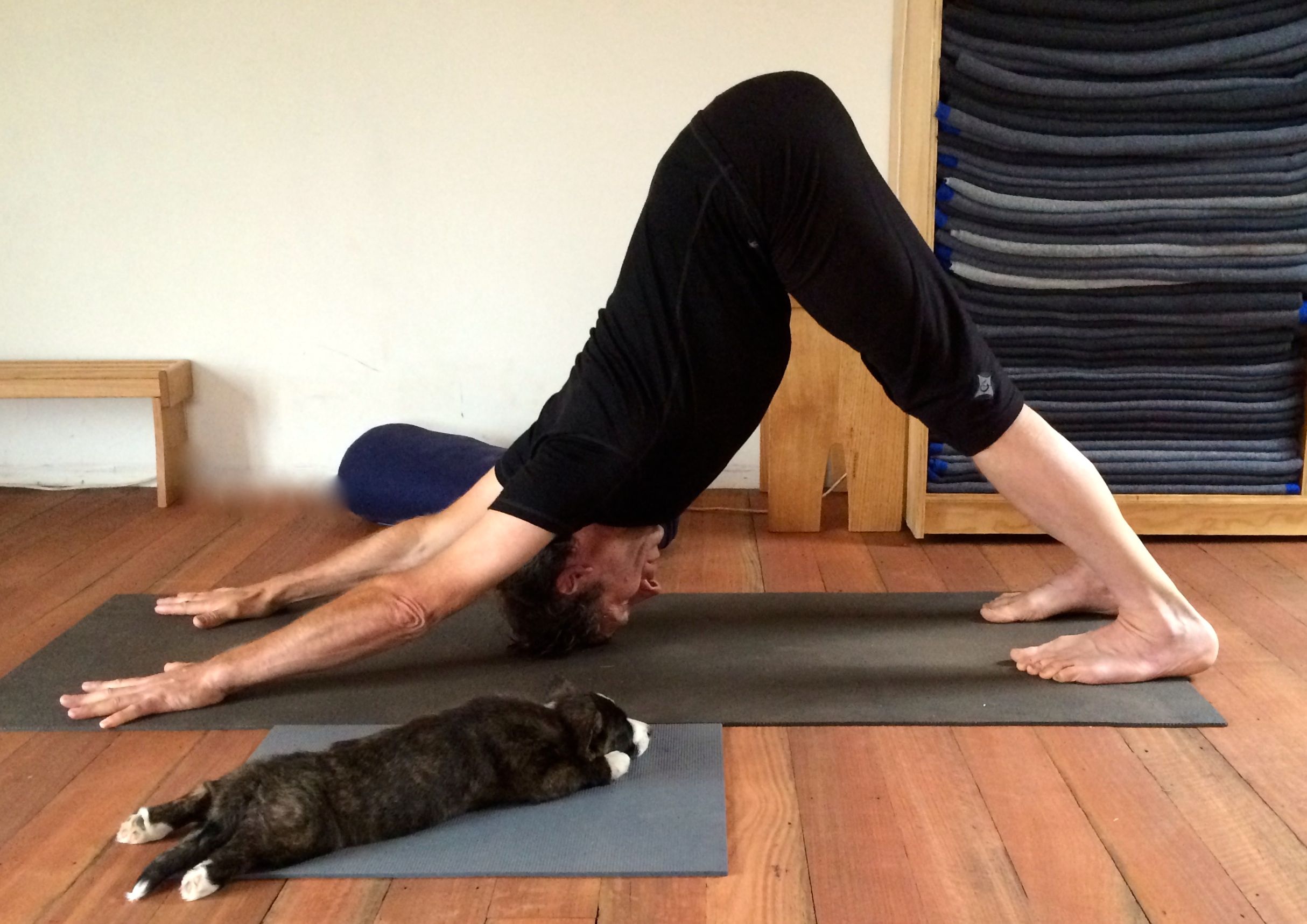 Adho Mukha Svanasana – downward facing dog pose - Yoga, organic food ...
