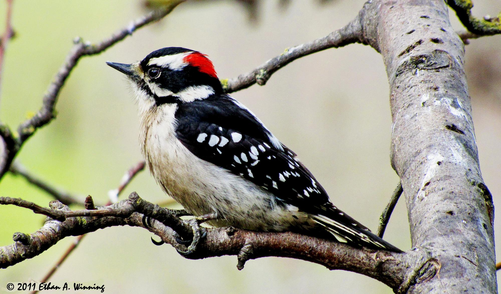Downy Woodpecker (Dryobates pubescens) Male Downy Woodpecker on old ...