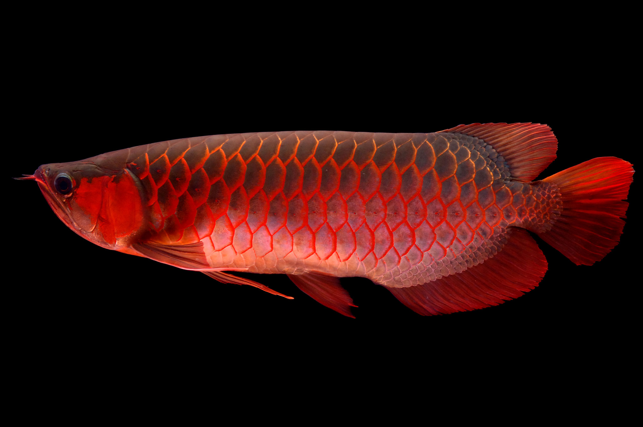 Learn About Arowana, or Dragon Fish, From Emily Voigt's Book