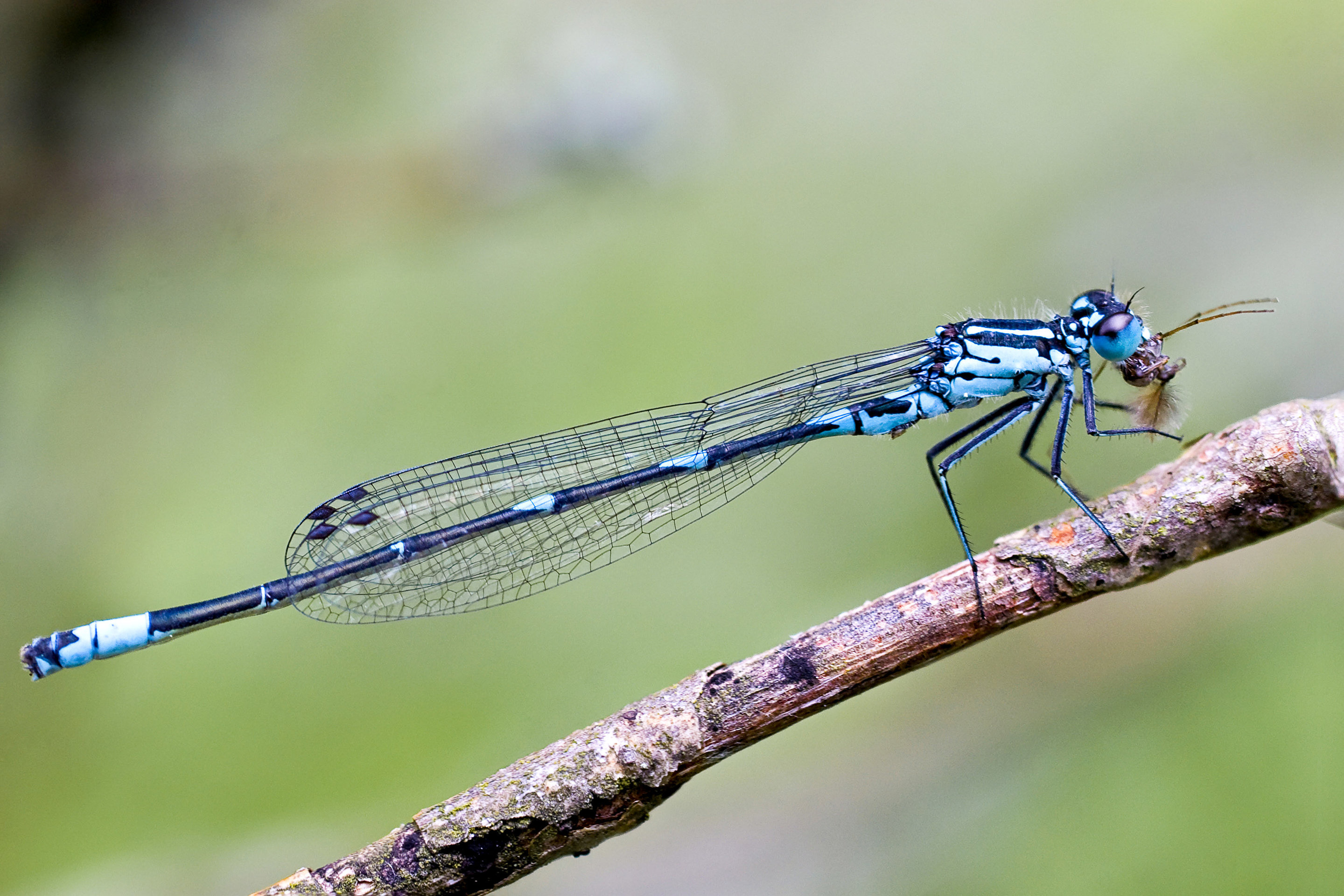 Researchers discover what is on the menu for dragonflies