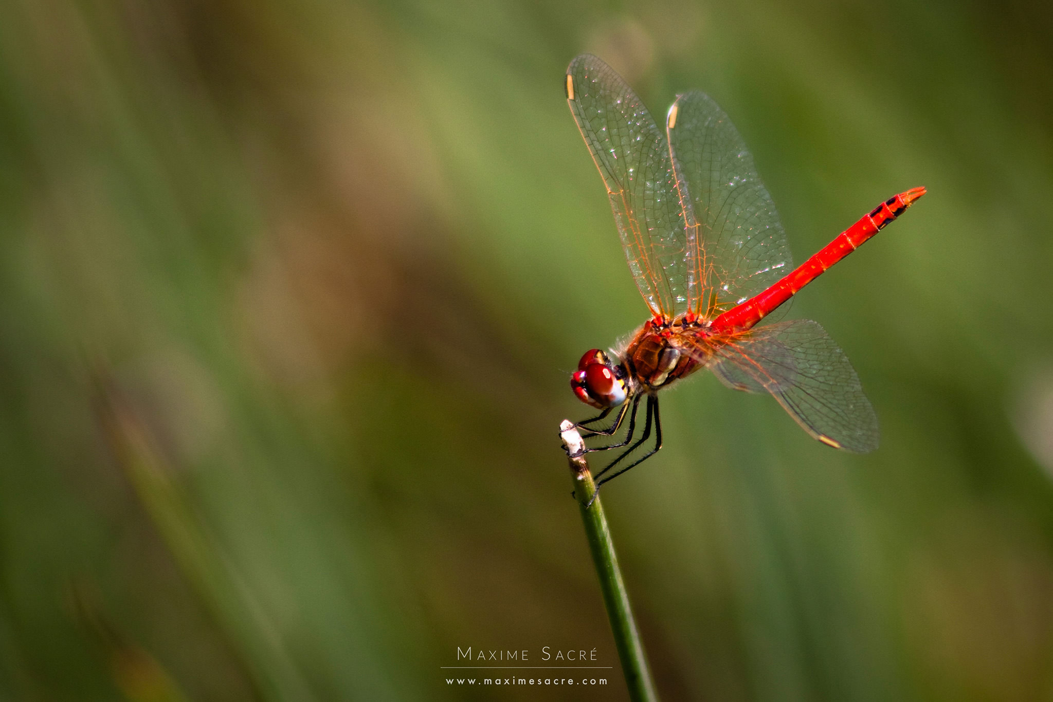 Dragonflies photo