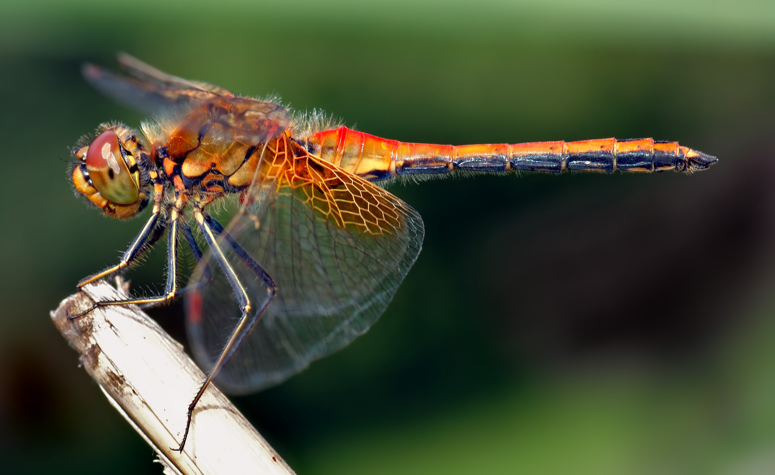 The dragonfly photo