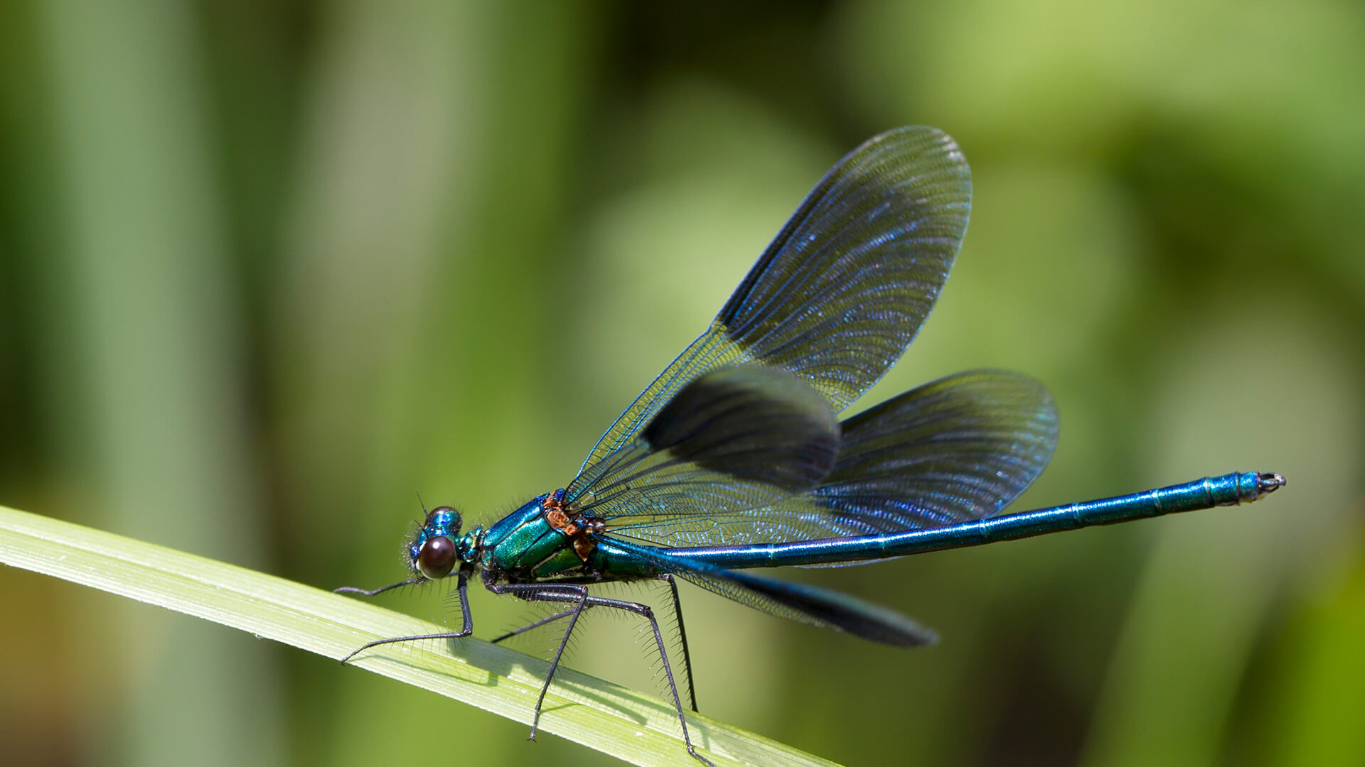 Dragonfly and Damselfly | San Diego Zoo Animals & Plants
