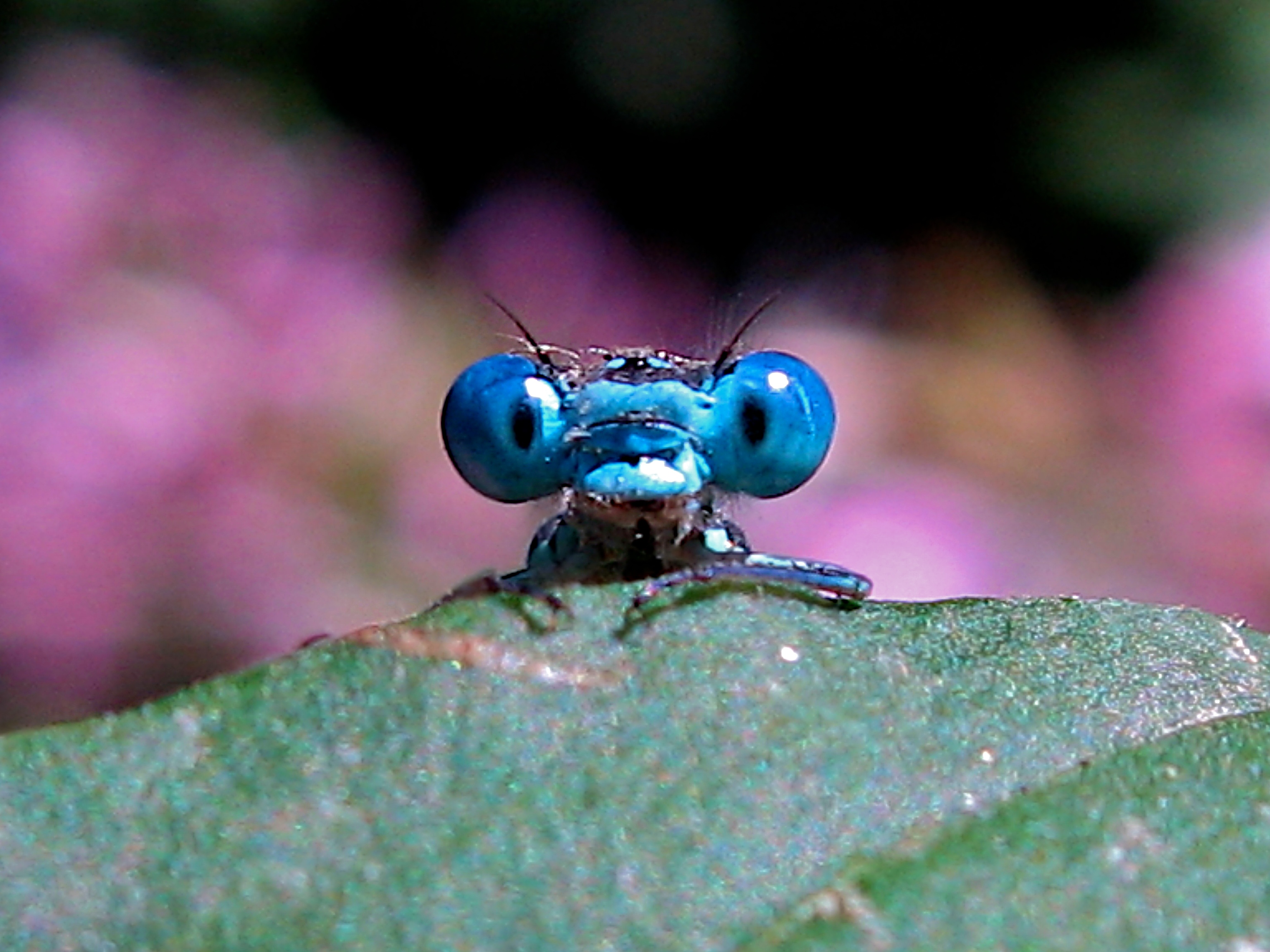 File:Timitalia - dragonfly (by).jpg - Wikimedia Commons