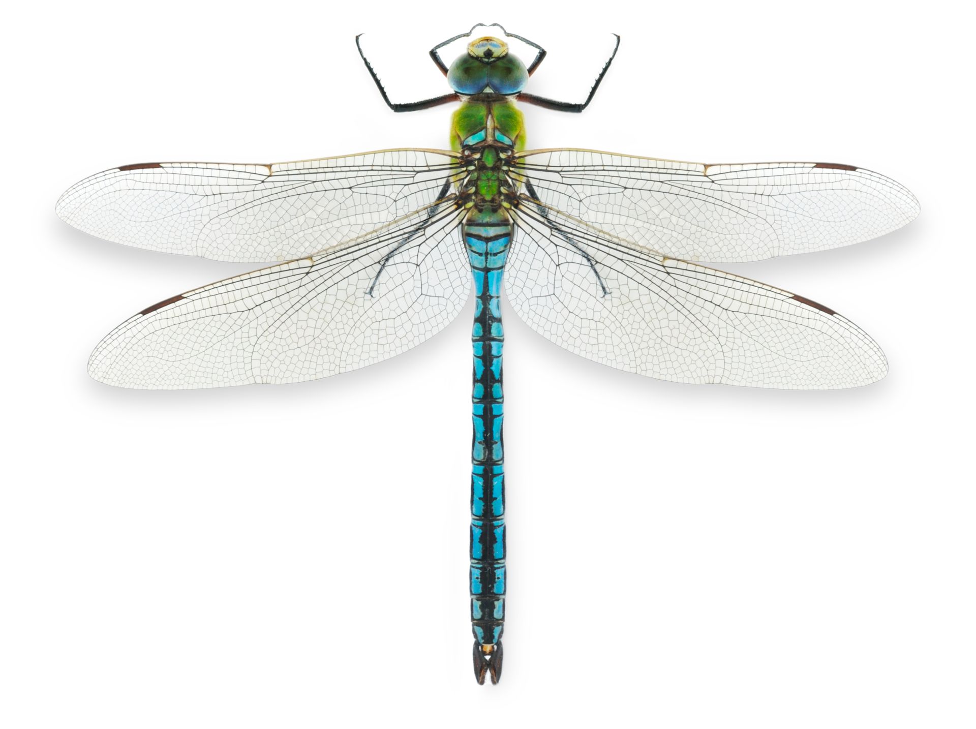 Emperor Dragonfly Facts | Dragonflies For Kids | DK Find Out
