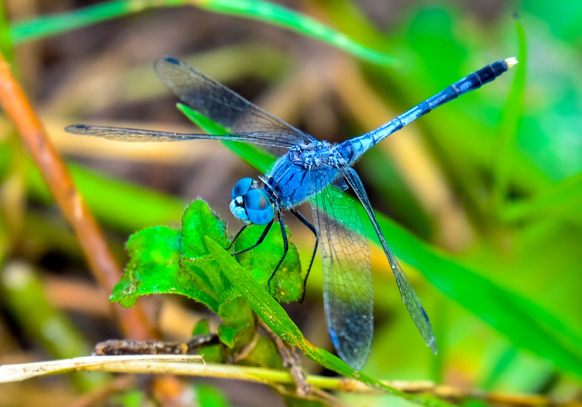 Predatory Dragonflies Can Predict Path of Their Flying Prey ...