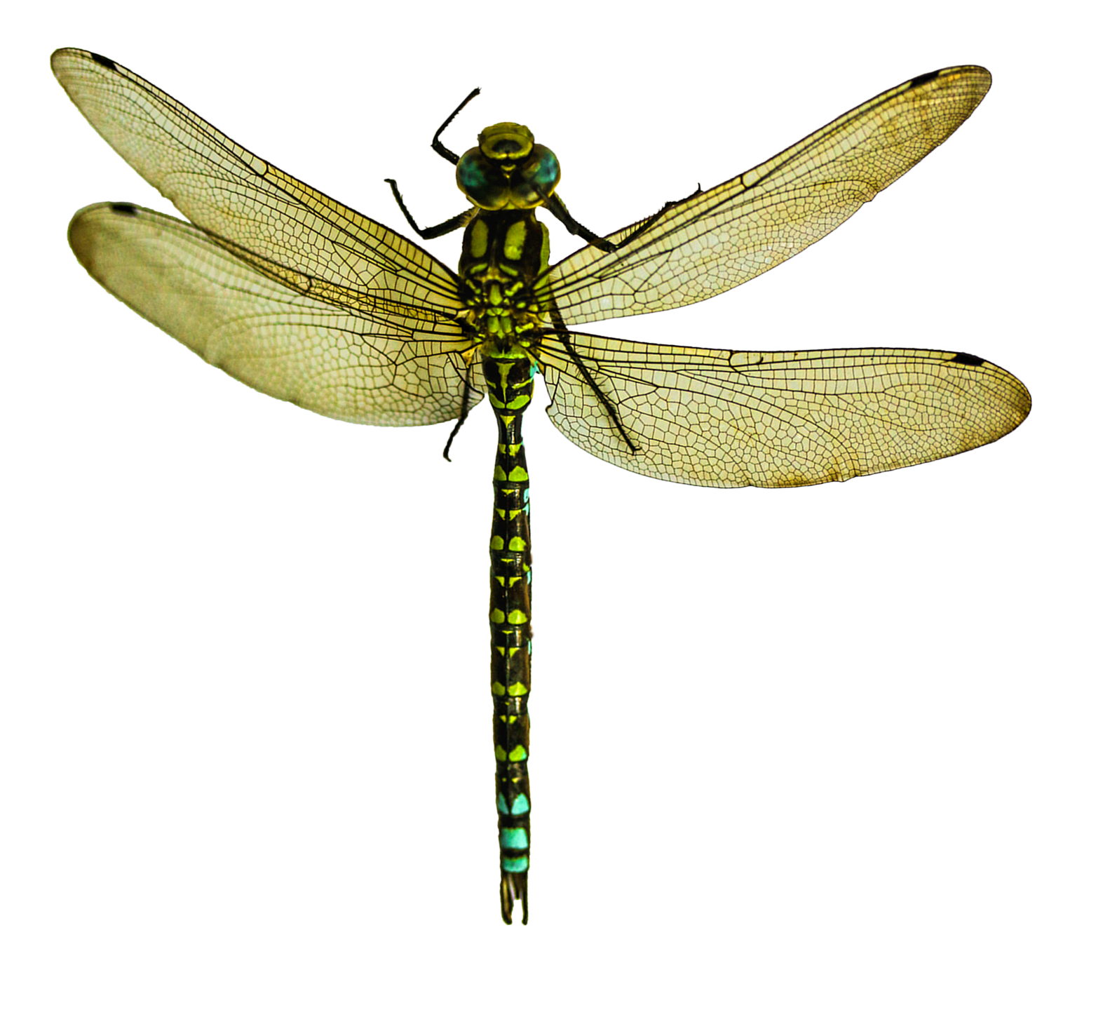 Dragonfly PNG Transparent Dragonfly.PNG Images. | PlusPNG
