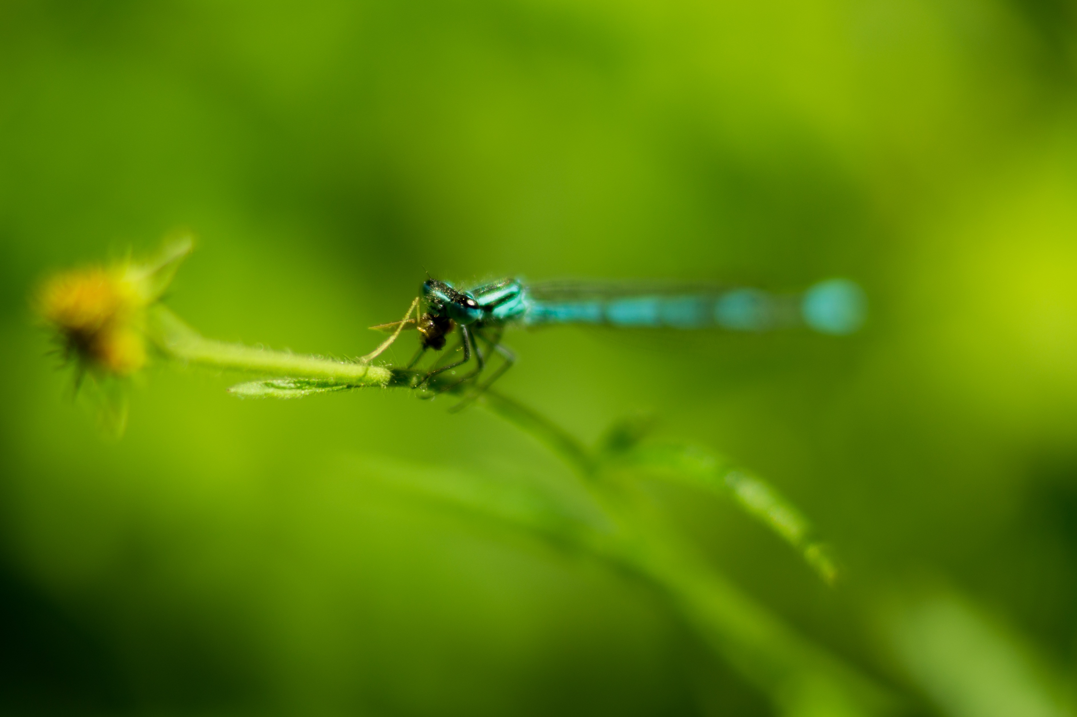 Dragonfly closeup photo