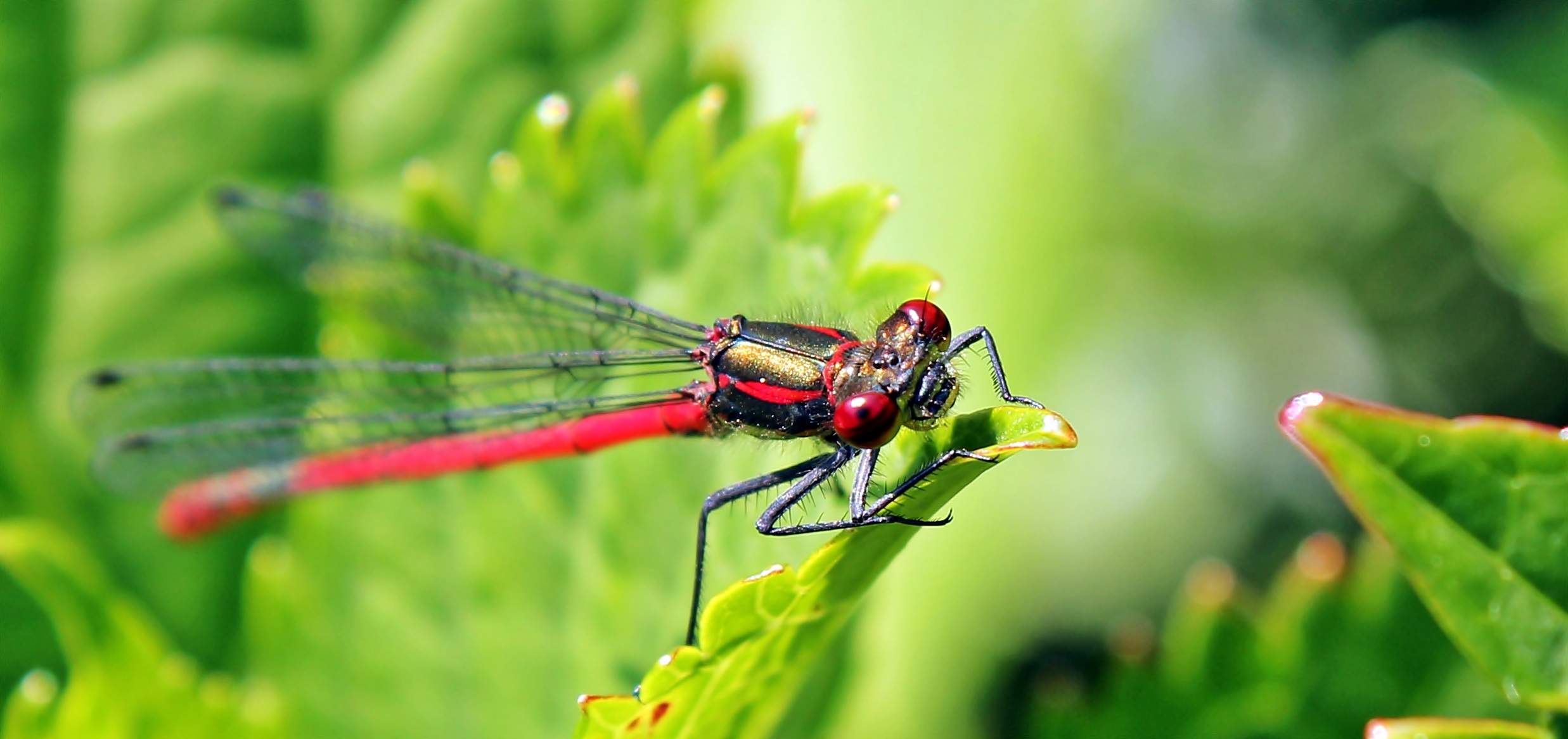 Dragonfly closeup photo